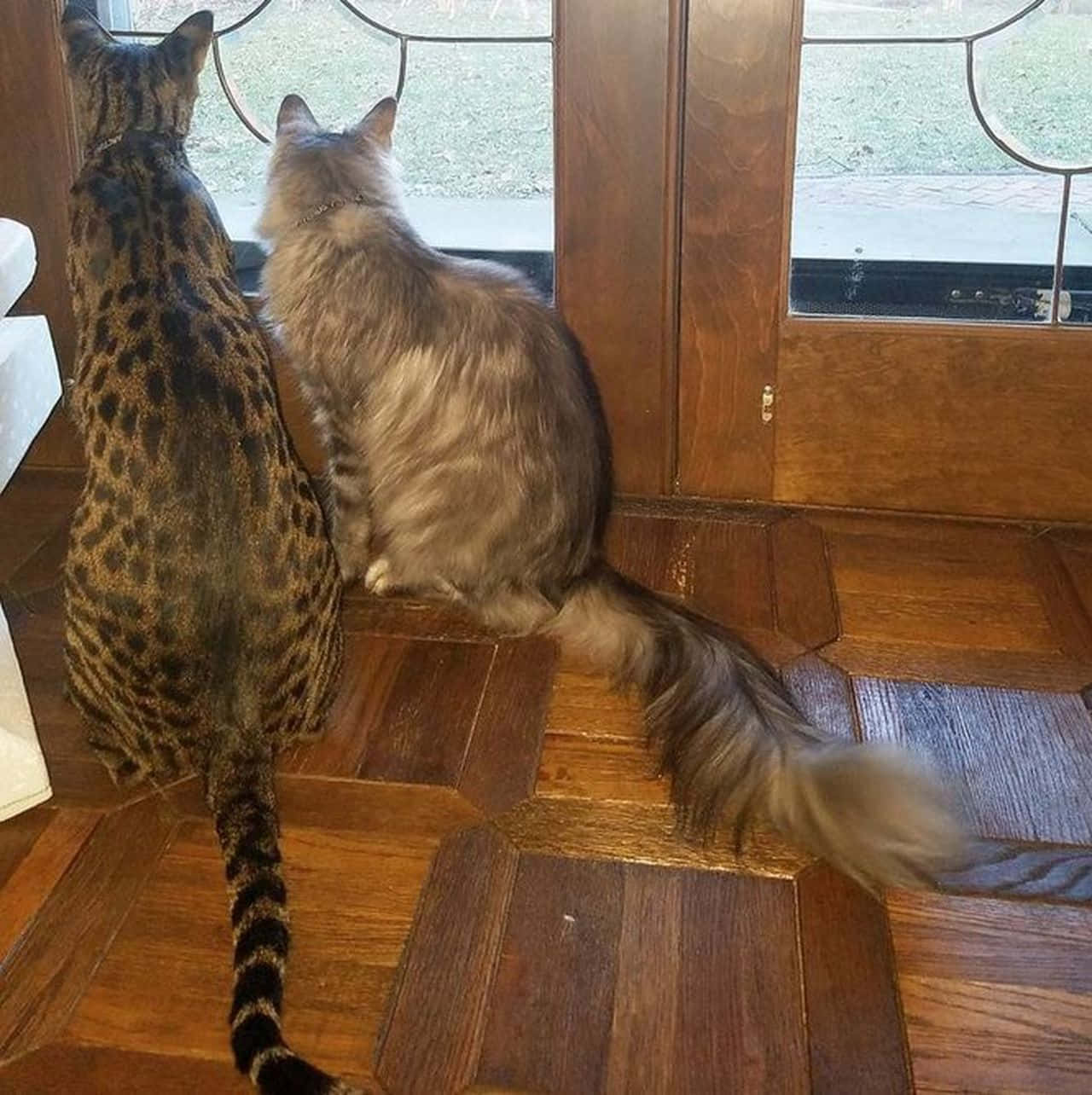 Cat Tail 桌布 壁紙 — 兩隻貓並排坐在木地板上，透過玻璃門凝視著外面的綠色草地。
