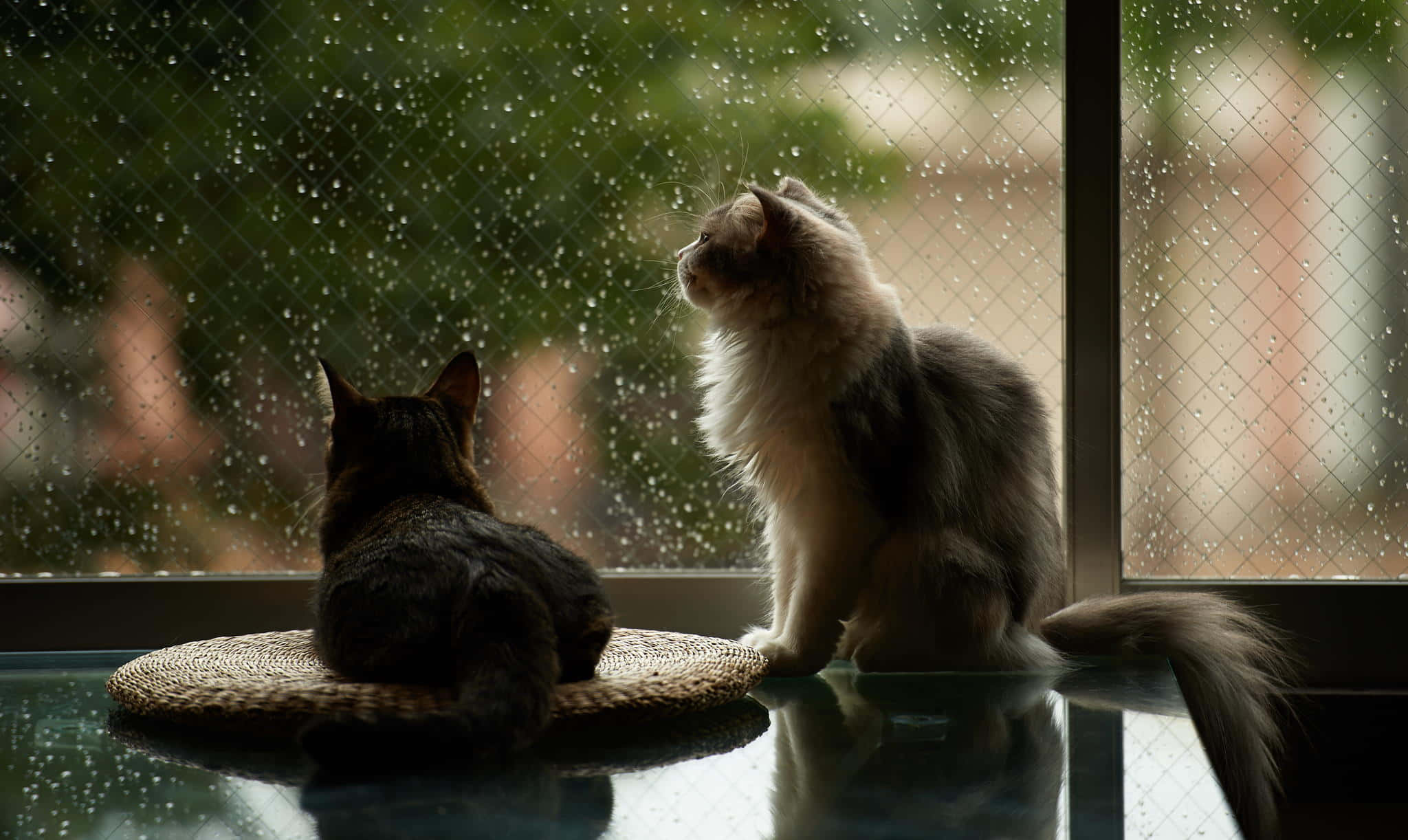 Cats 桌布 壁紙 — 兩隻貓凝視著佈滿雨點的窗外，一隻毛茸茸地坐著，另一隻背脊深色，兩者都靜止而沉思。