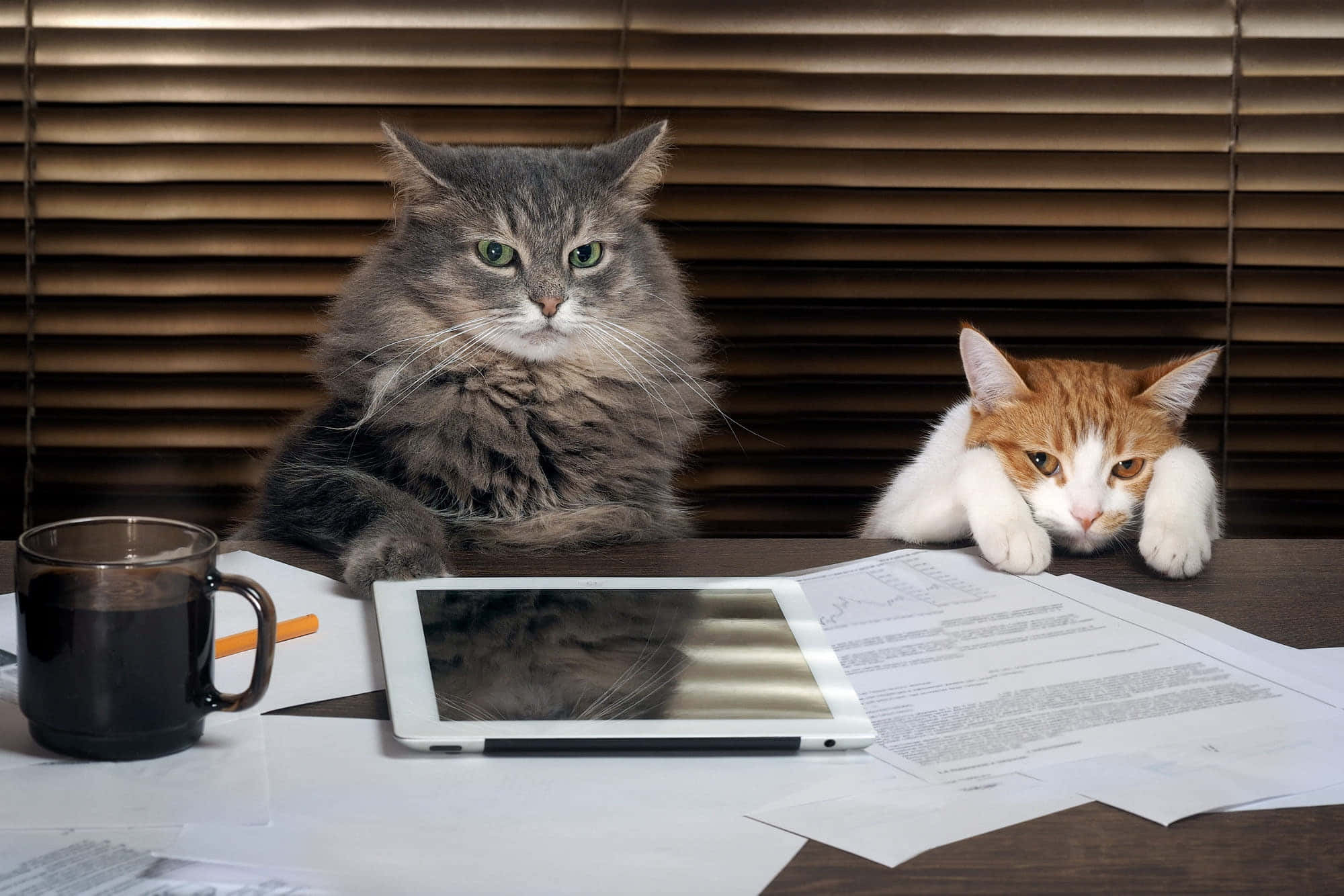 Grumpy Cat 桌布 壁紙 — 兩隻貓咪在一張凌亂的書桌上休息，桌上有文件、平板電腦和咖啡杯，背景是木百葉窗。
