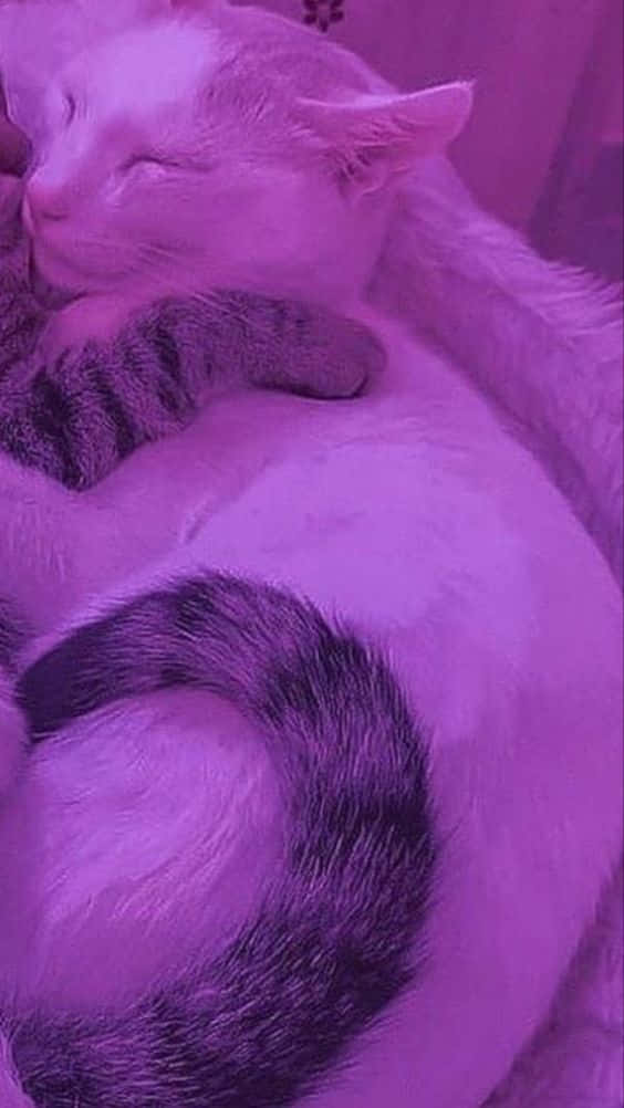 Hug 桌布 壁紙 — 兩隻貓在柔和紫色光芒下平靜地依偎，一隻白色帶虎斑紋，蜷縮在一起安詳入睡。