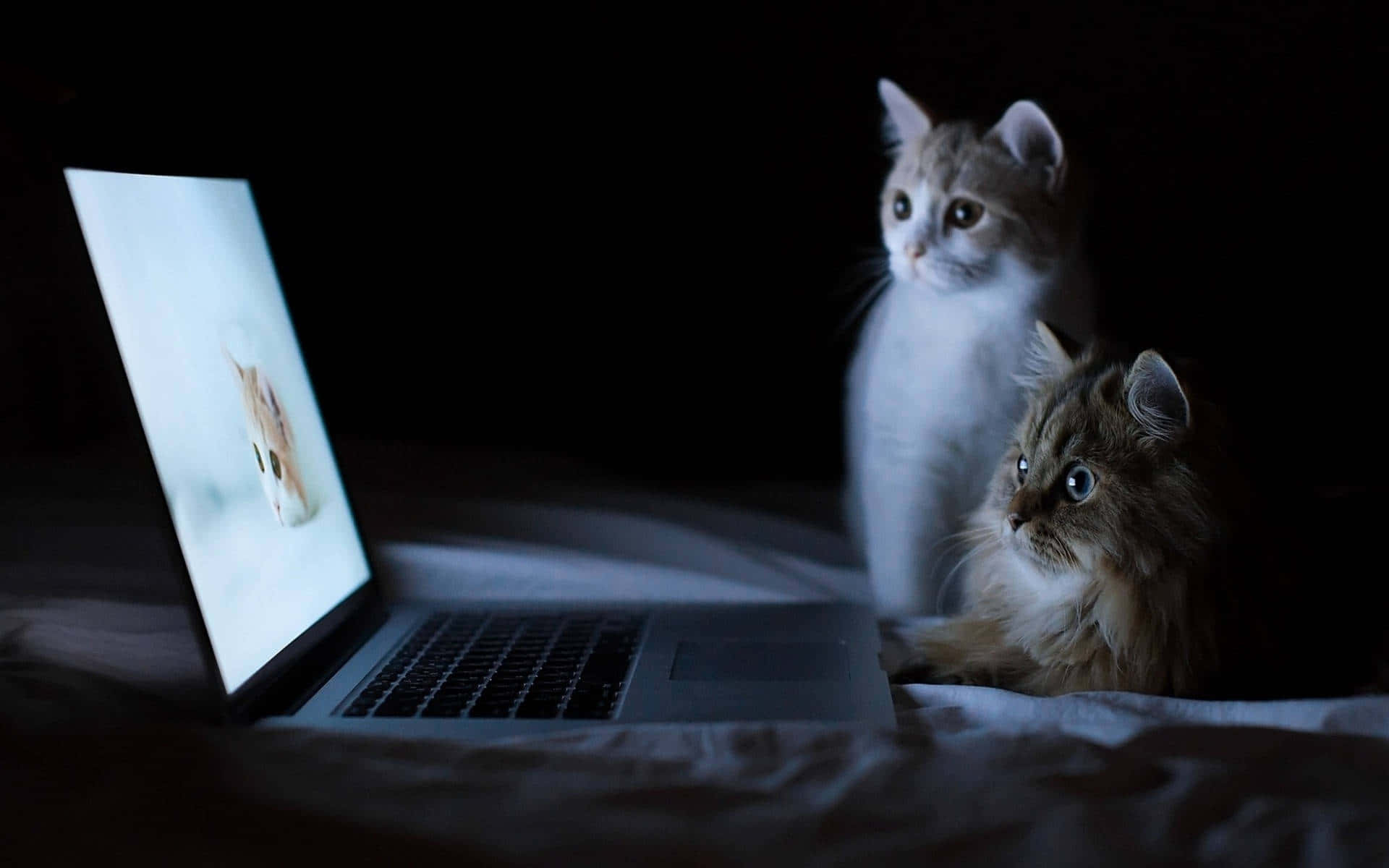 Kitty 桌布 壁紙 — 兩隻貓坐在黑暗中，看著筆記型電腦螢幕上微弱發光的小貓，房間昏暗。