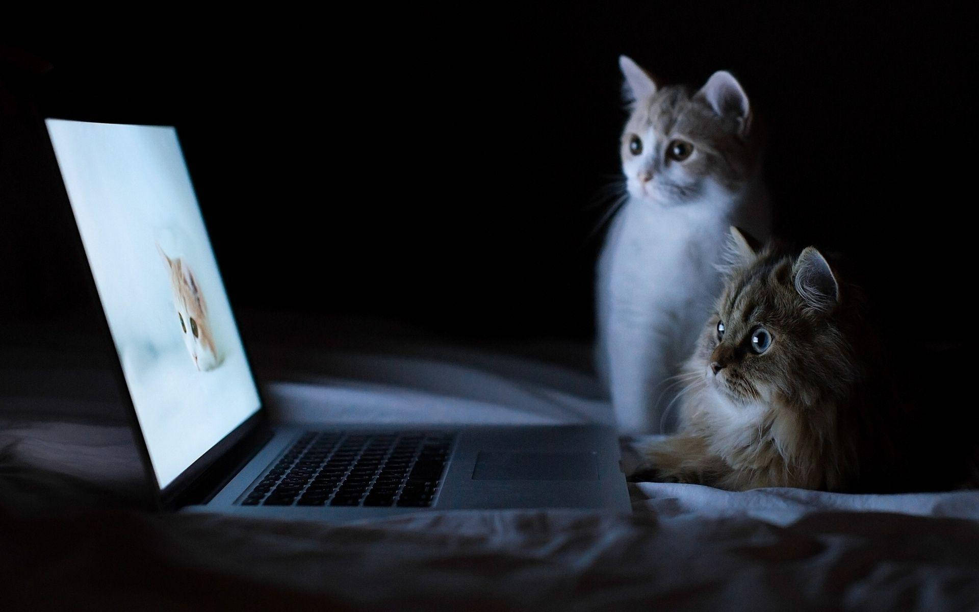 Cute Cat 桌布 壁紙 — 兩隻貓坐在黑暗中發光的筆記型電腦旁，眼睛反射著螢幕的光線，觀看小貓影片。