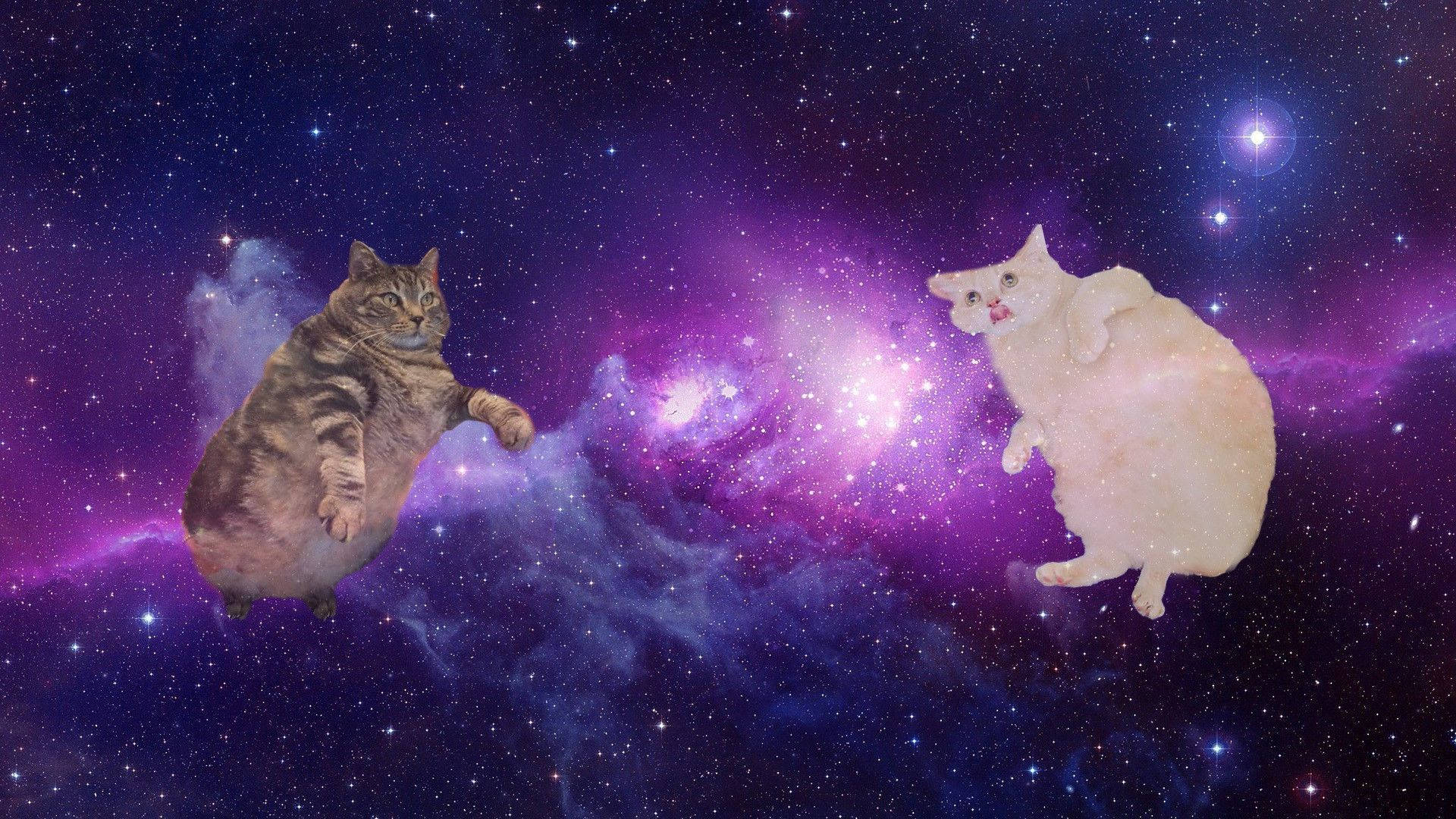 貓迷因 桌布 壁紙 — 兩隻貓漂浮在充滿星星和宇宙雲的鮮豔紫色和藍色星雲中。