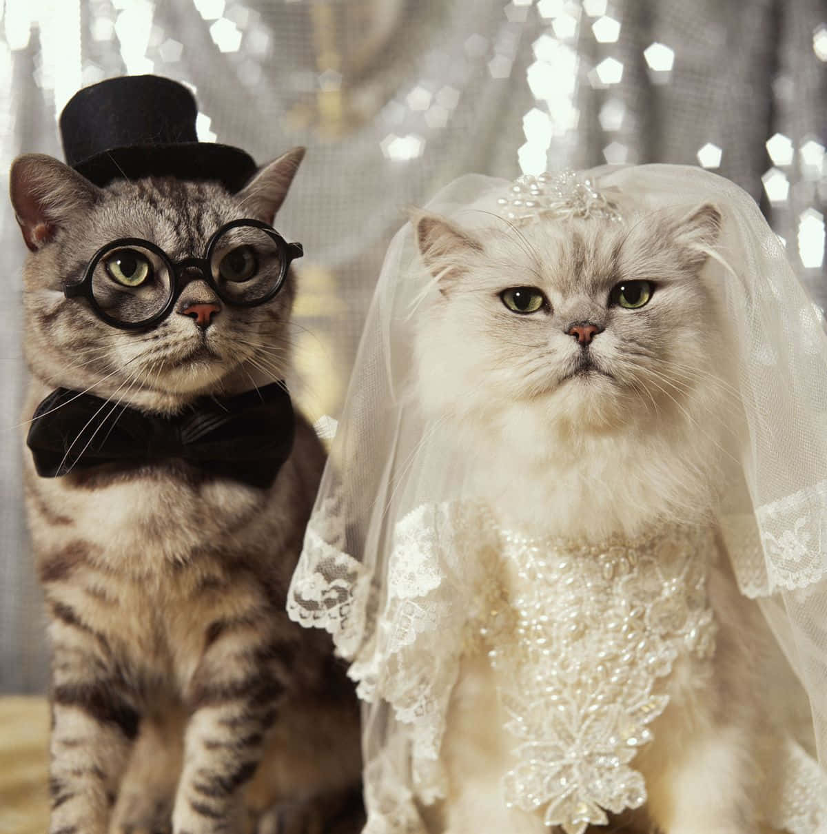 可愛貓咪 桌布 壁紙 — 兩隻貓穿著婚禮服飾，一隻戴著高帽和領結，另一隻戴著頭紗和蕾絲長袍，在閃爍的背景前擺姿勢。