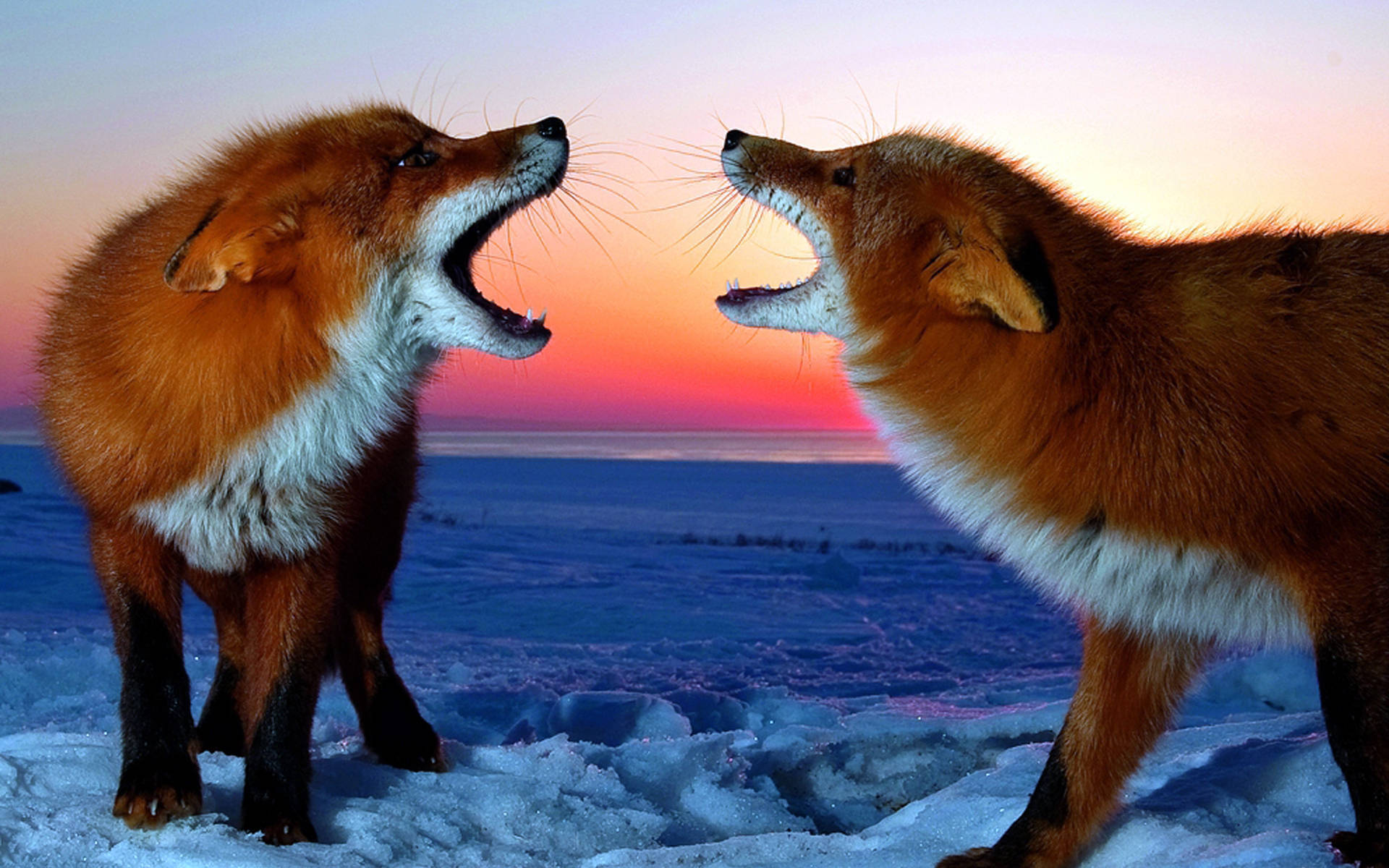 cute kawaii fox 桌布 壁紙 — 兩隻赤狐在日落時分的雪地凍原上面對面咆哮，天空呈現鮮豔的橙色和紫色。