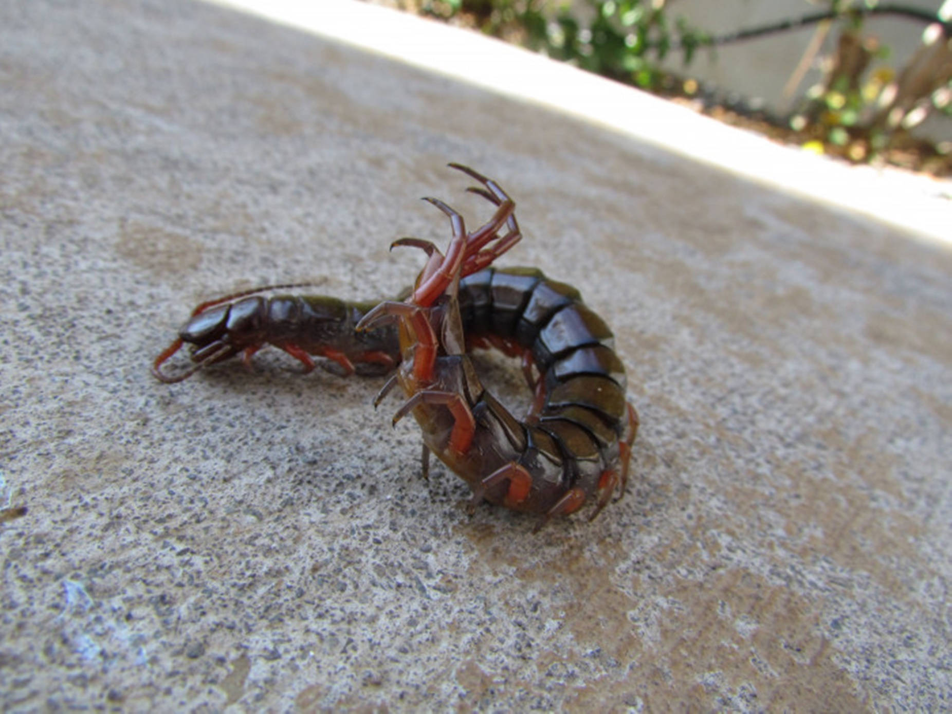 wildlife 桌布 壁紙 — 兩隻身體呈深色節狀、帶橙色腳的蜈蚣在陽光照射的紋理石面上打鬥。