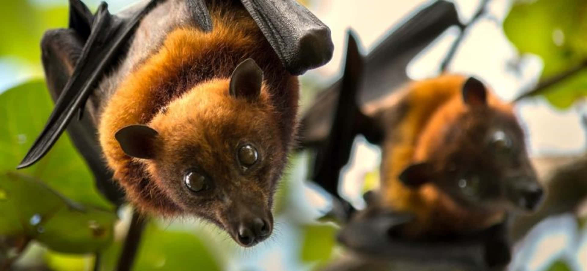 Bats 桌布 壁紙 — 兩隻近距離拍攝的狐蝠，有橙棕色毛皮和深色翅膀，掛在樹枝間綠葉中。
