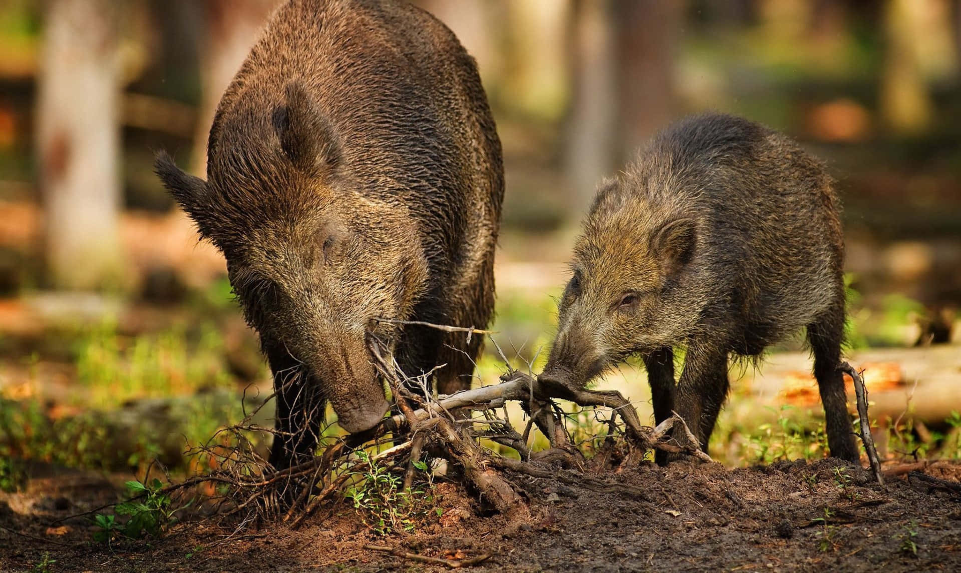 Hog 桌布 壁紙 — 兩隻野豬在陽光明媚、光線斑駁、落葉滿地的森林空地中一起覓食。