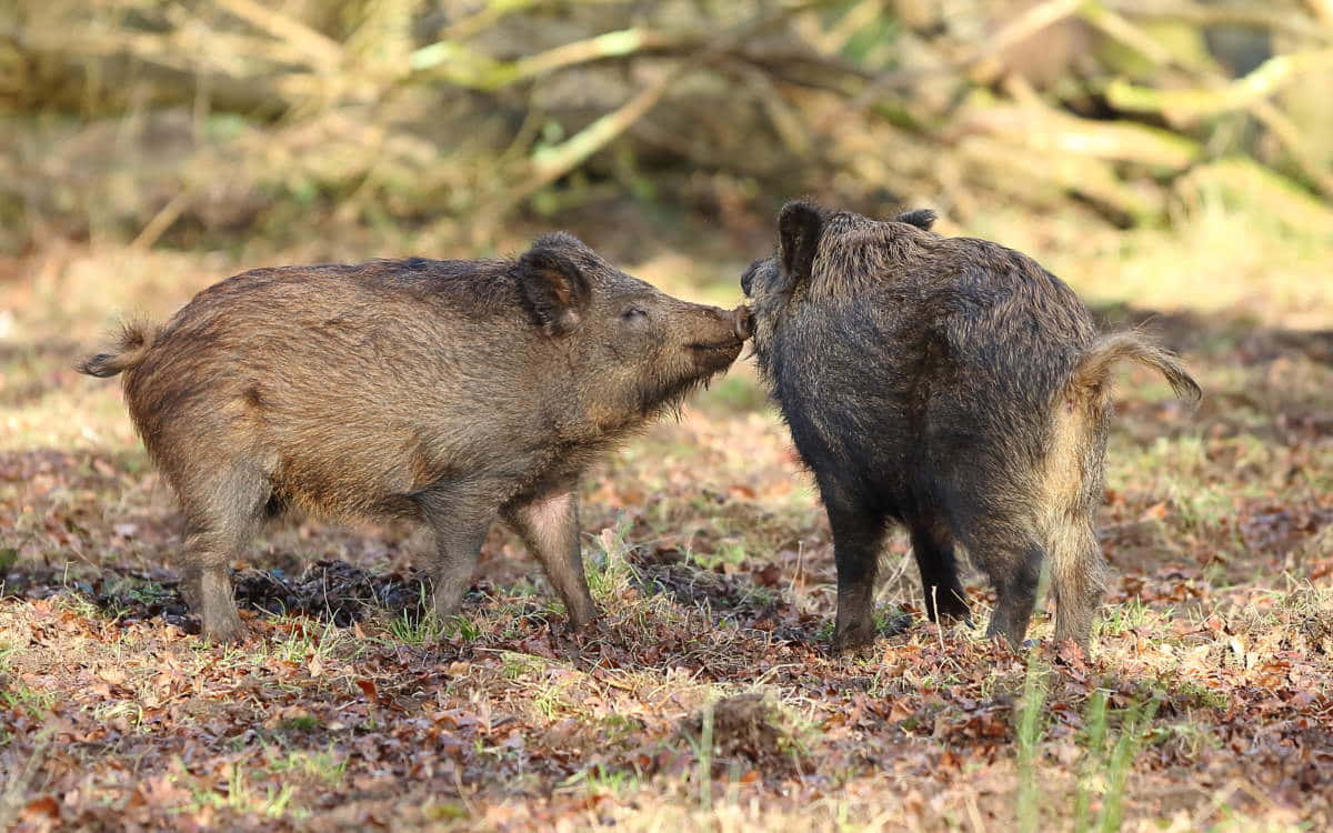 Wild Boar 桌布 壁紙 — 兩隻野豬在陽光明媚、鋪滿落葉的林間空地上互相依偎。
