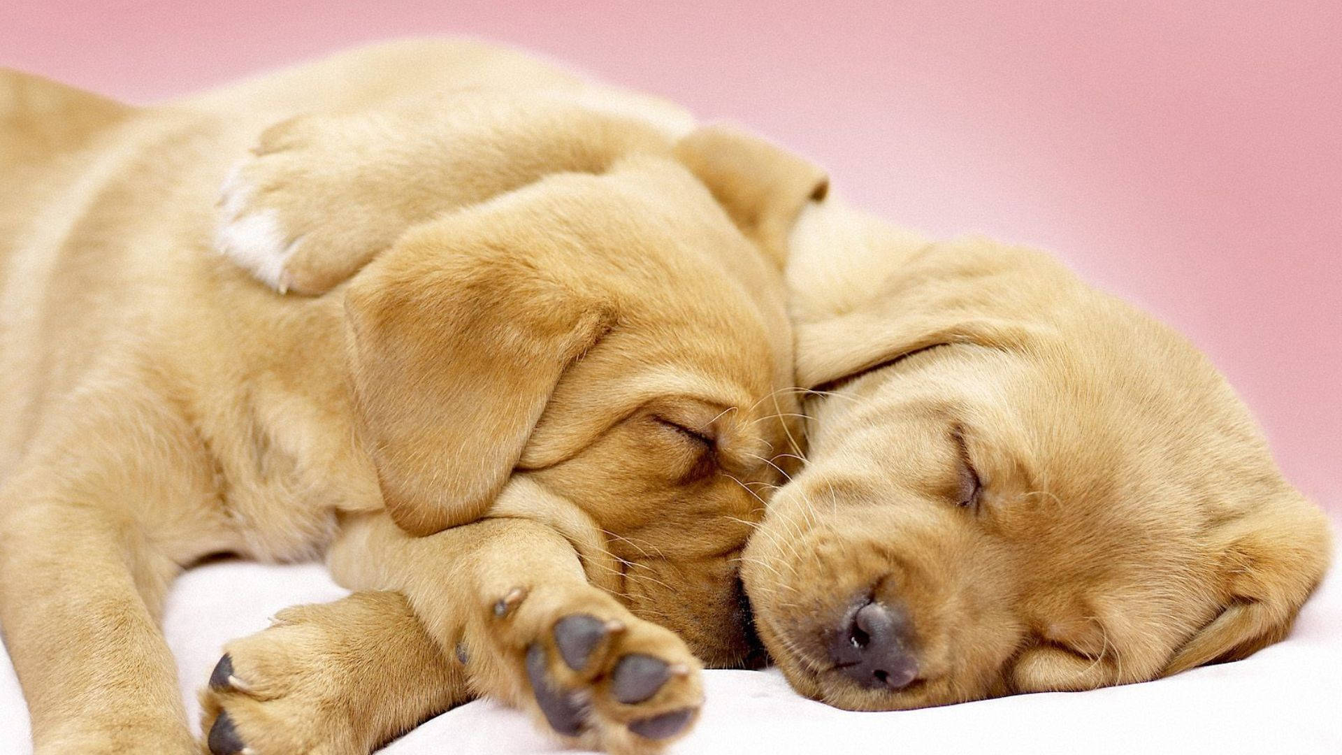 Puppies 桌布 壁紙 — 兩隻金色小狗在柔軟粉紅色背景的白色表面上蜷縮在一起，安詳地睡覺。