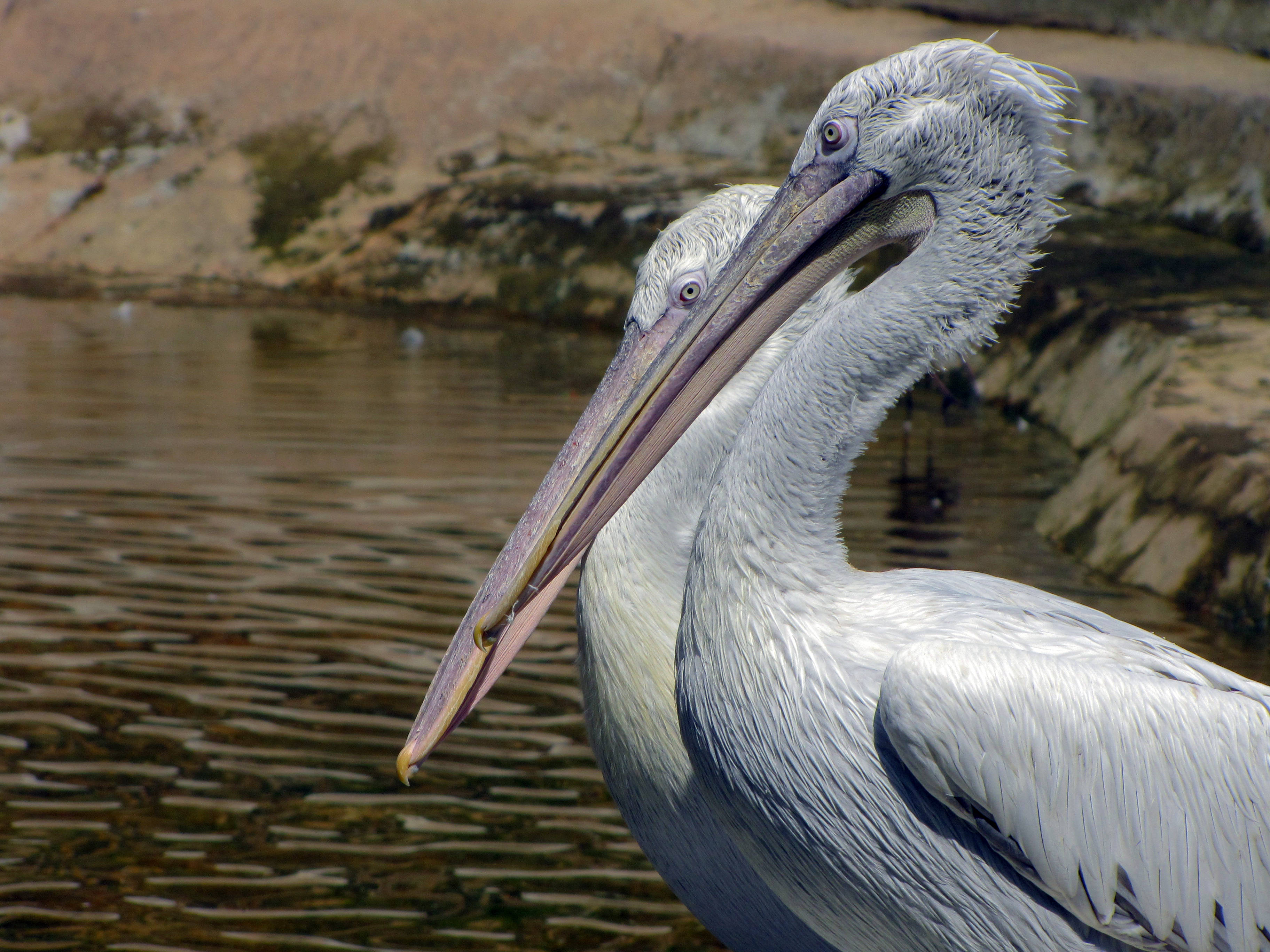 birds 桌布 壁紙 — 兩隻長喙白鵜鶘靠近岩石海岸的漣漪水面站立。
