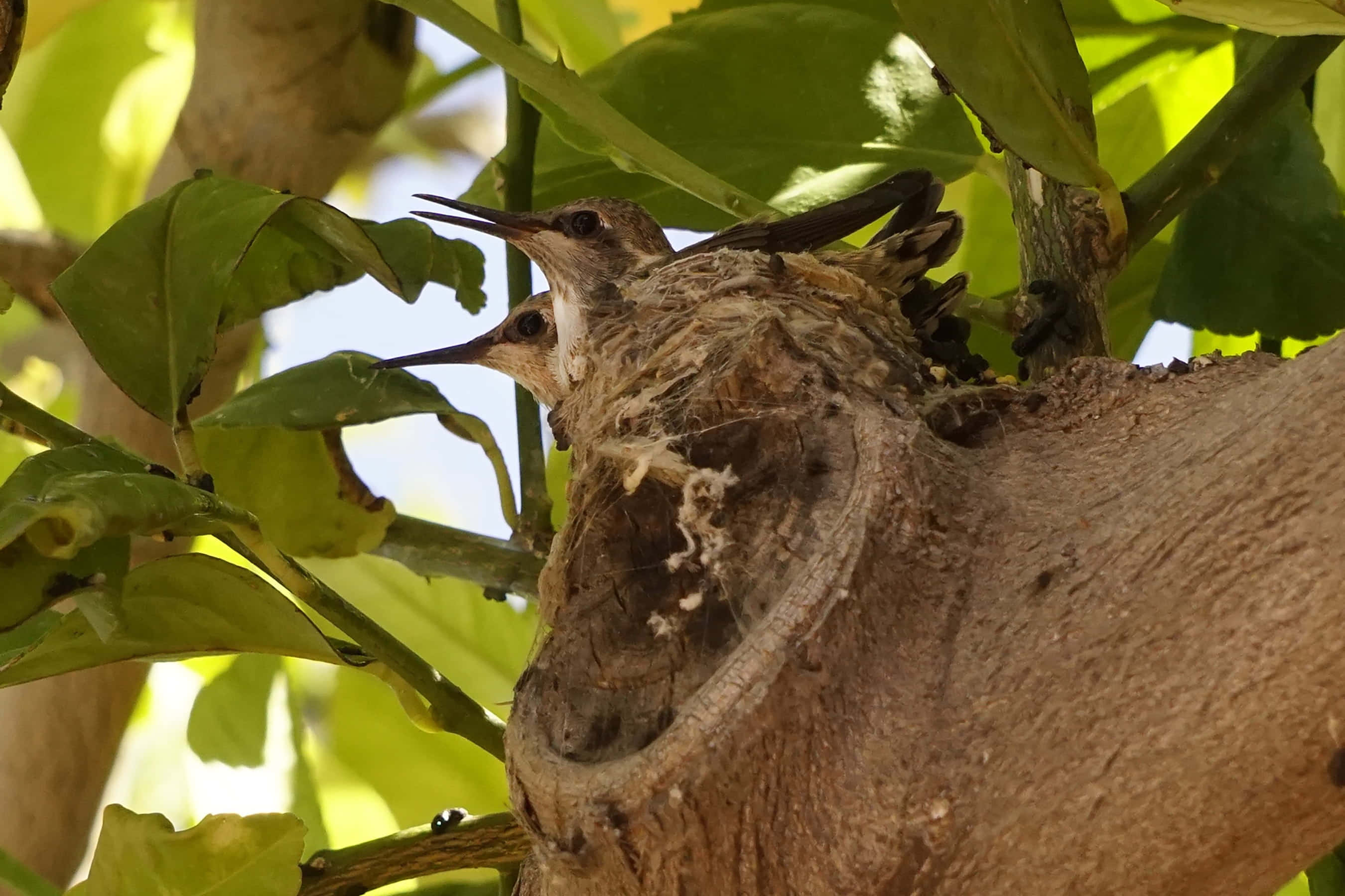 Hummingbird Nest 桌布 壁紙 — 兩隻長喙蜂鳥從長滿苔蘚的樹洞巢穴中探出頭來，周圍是鮮綠色的葉子。