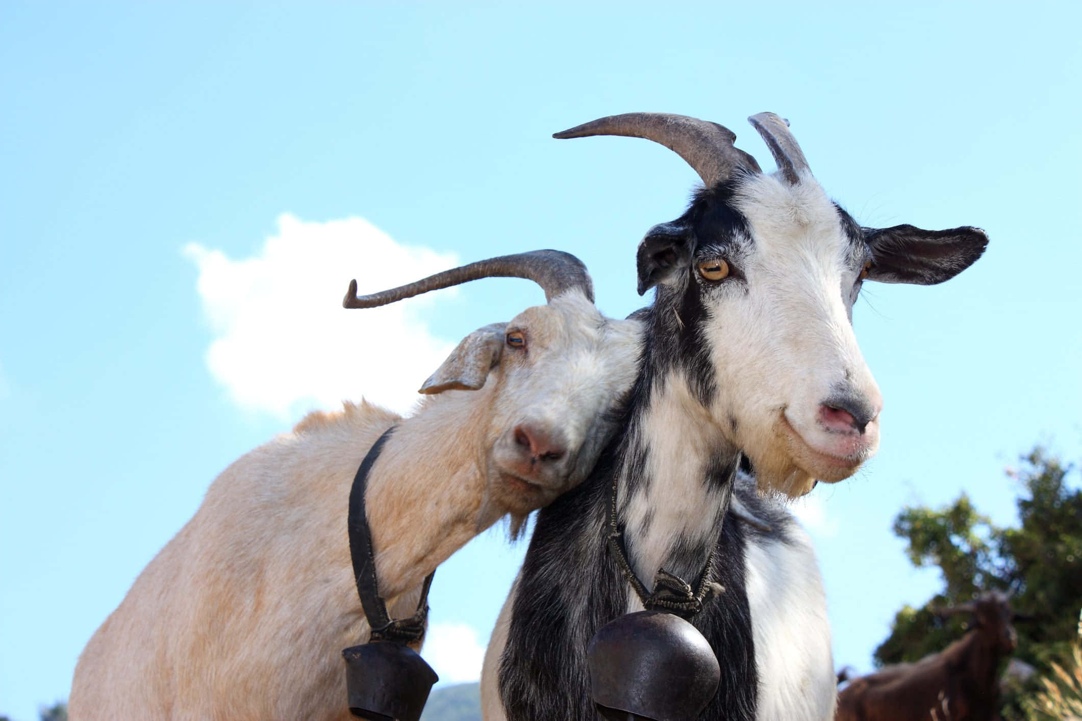 動物 桌布 壁紙 — 兩隻長有彎曲角和鈴鐺的山羊，在藍天白雲下互相依偎。