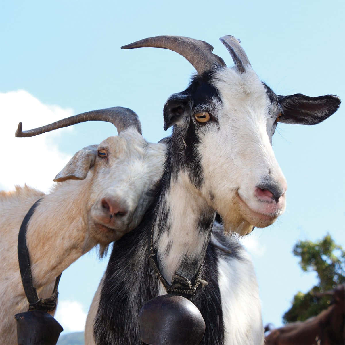 動物 桌布 壁紙 — 兩隻長有彎曲角和鈴鐺的山羊，在藍天白雲下親密依偎。