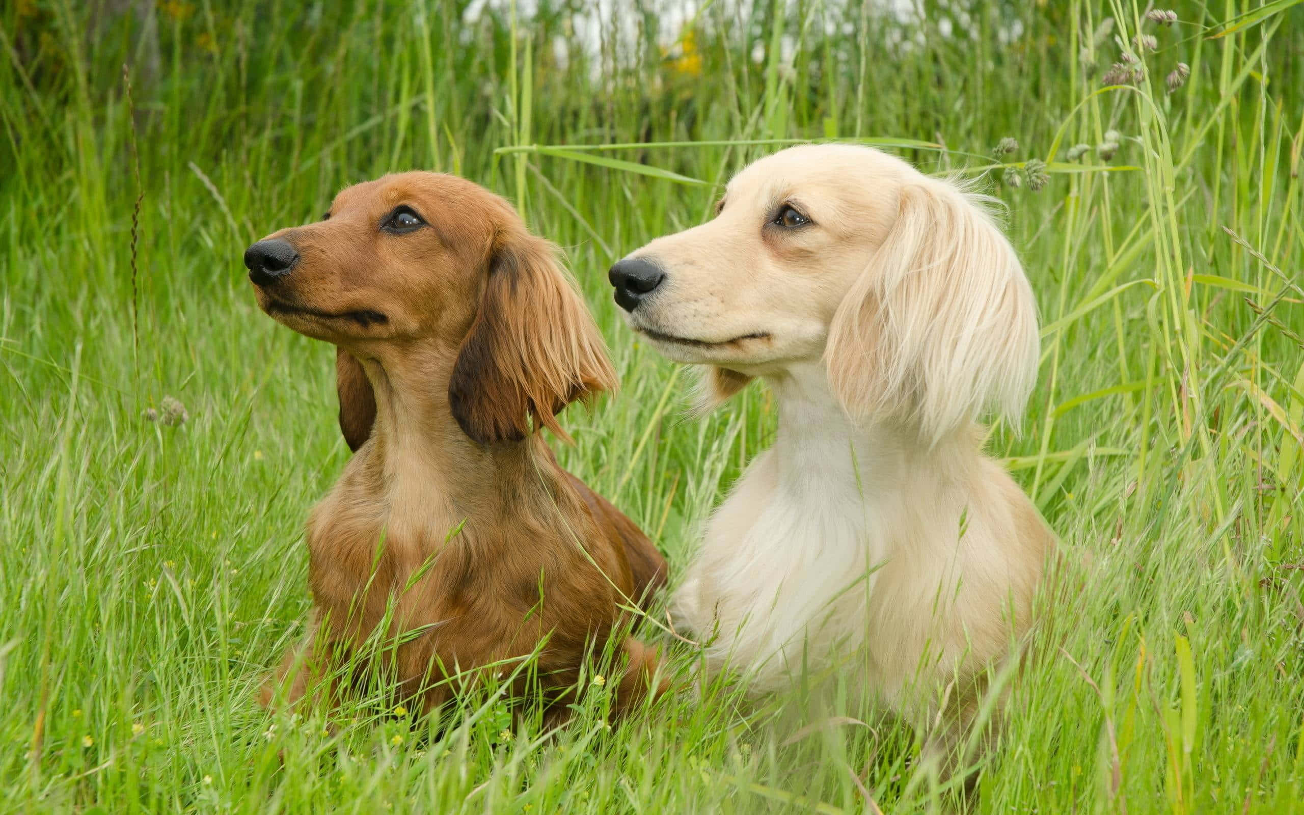 狗 桌布 壁紙 — 兩隻長毛臘腸犬並排坐在高高的綠草中，平靜地向前凝視。