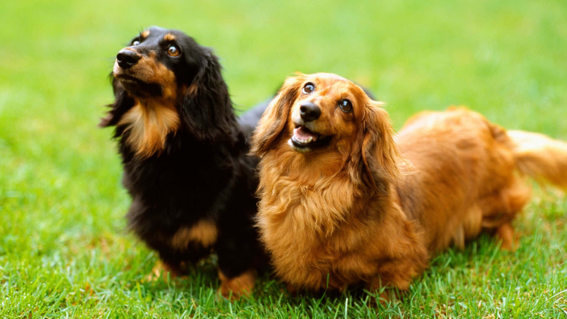 Dogs 桌布 壁紙 — 兩隻長毛臘腸狗，一隻黑褐色，一隻紅棕色，警覺地坐在鮮綠色的草地上，帶著喜悅的表情向上凝視。