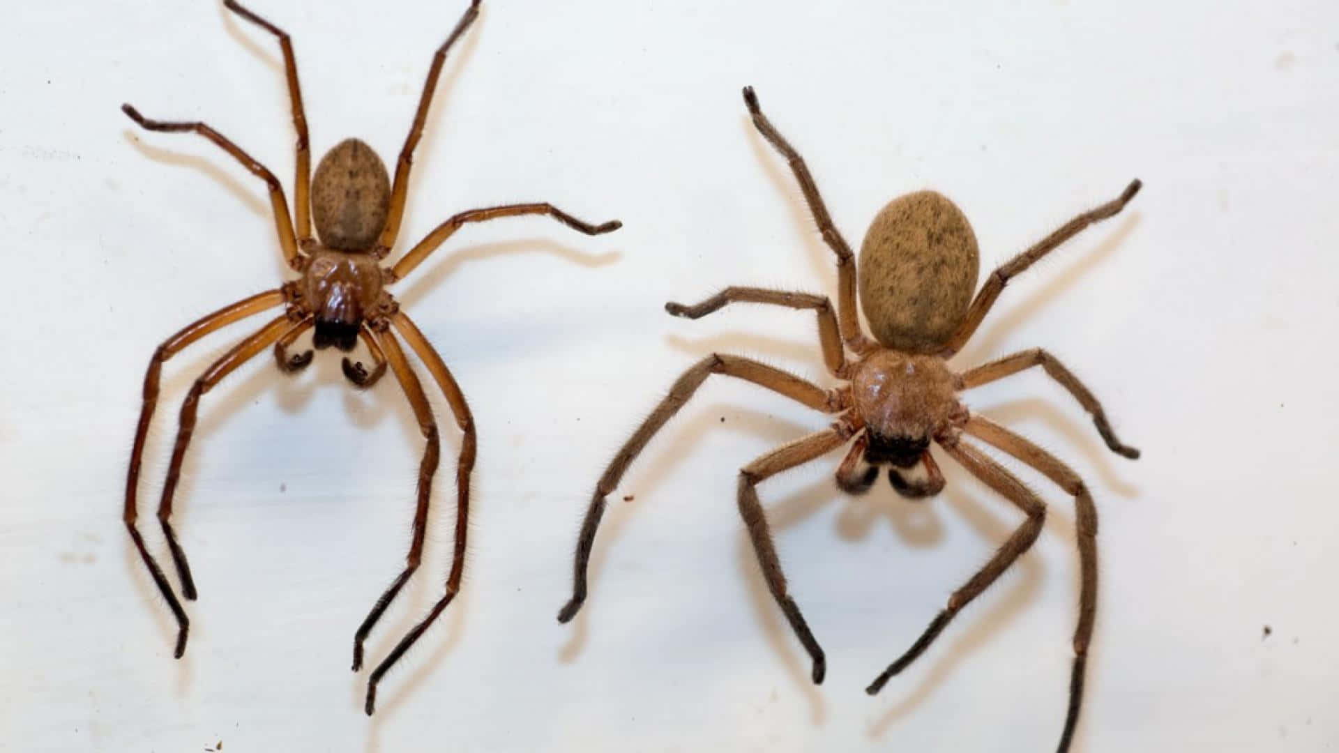 Brown Recluse Spider 桌布 壁紙 — 兩隻長腿的大棕色蜘蛛在純白表面上並排休息。
