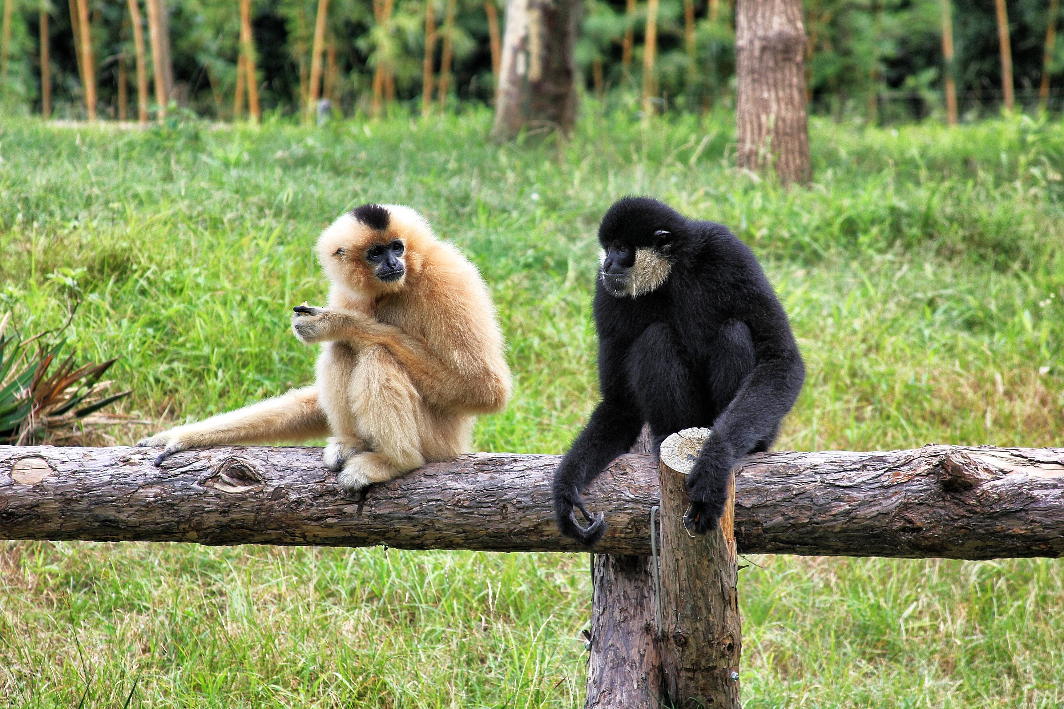 Gibbon 桌布 壁紙 — 兩隻長臂猿，一淺一深，平靜地坐在一個茂密綠色草地圍欄內的風化木柵欄上。