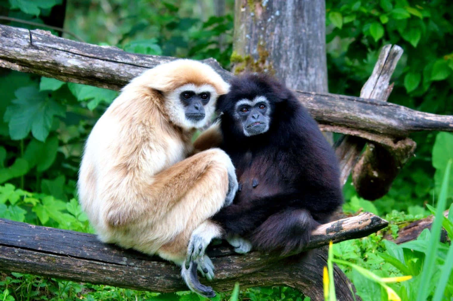 monkeys 桌布 壁紙 — 兩隻長臂猿，一隻淺色毛髮，一隻深色毛髮，緊密地休息在長滿苔蘚的樹枝上，周圍是茂密的綠色樹葉。