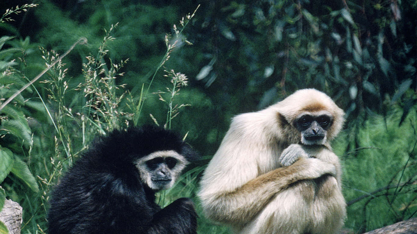 1366x768 Gibbon 桌布 壁紙 — 兩隻長臂猿，一黑一白，平靜地坐在茂密的綠色樹葉中。