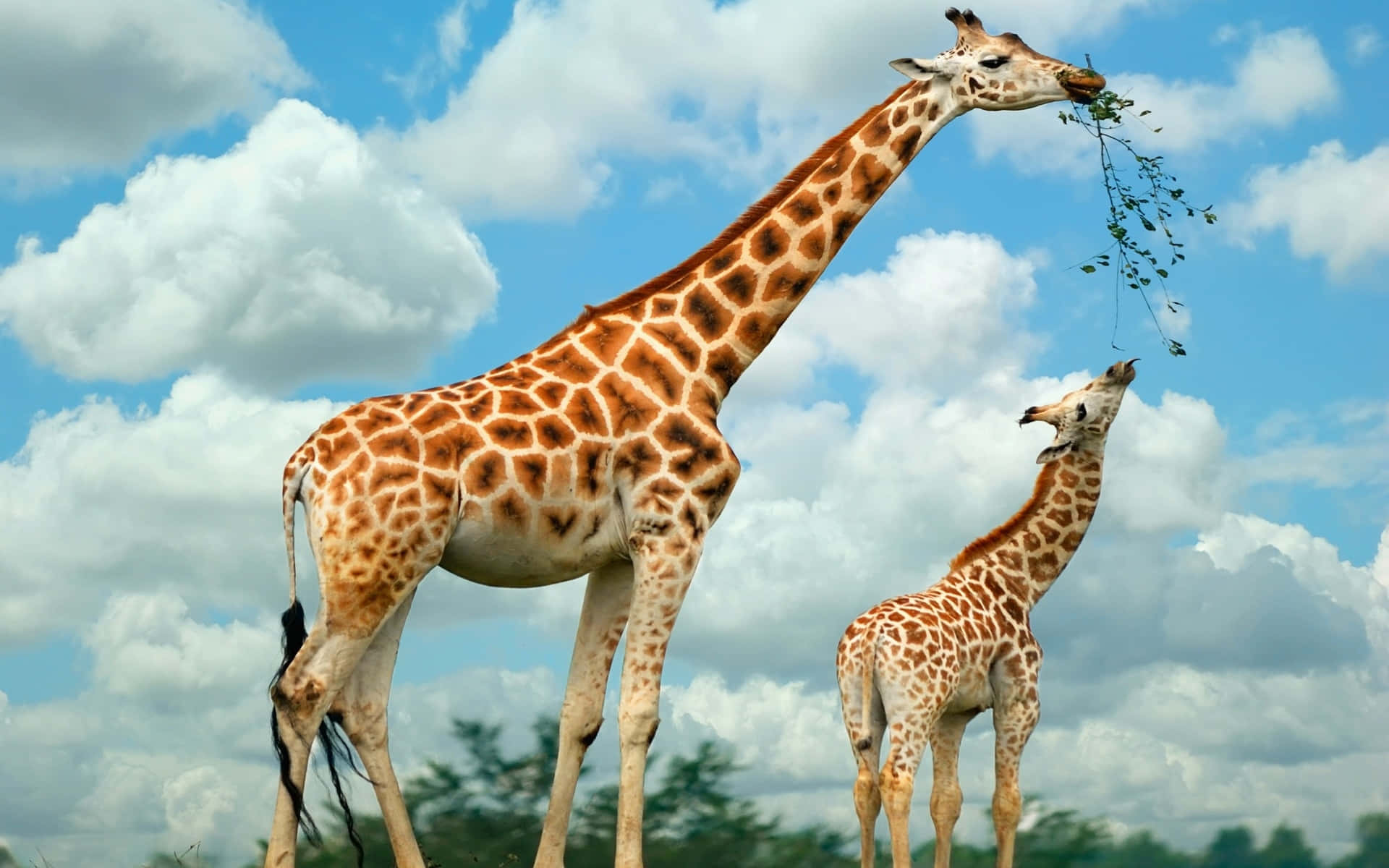 3d Animal 桌布 壁紙 — 兩隻長頸鹿，一隻成年和一隻幼崽，在明亮的藍天和蓬鬆的白雲下高高站立，成年長頸鹿正在吃樹枝上的葉子。