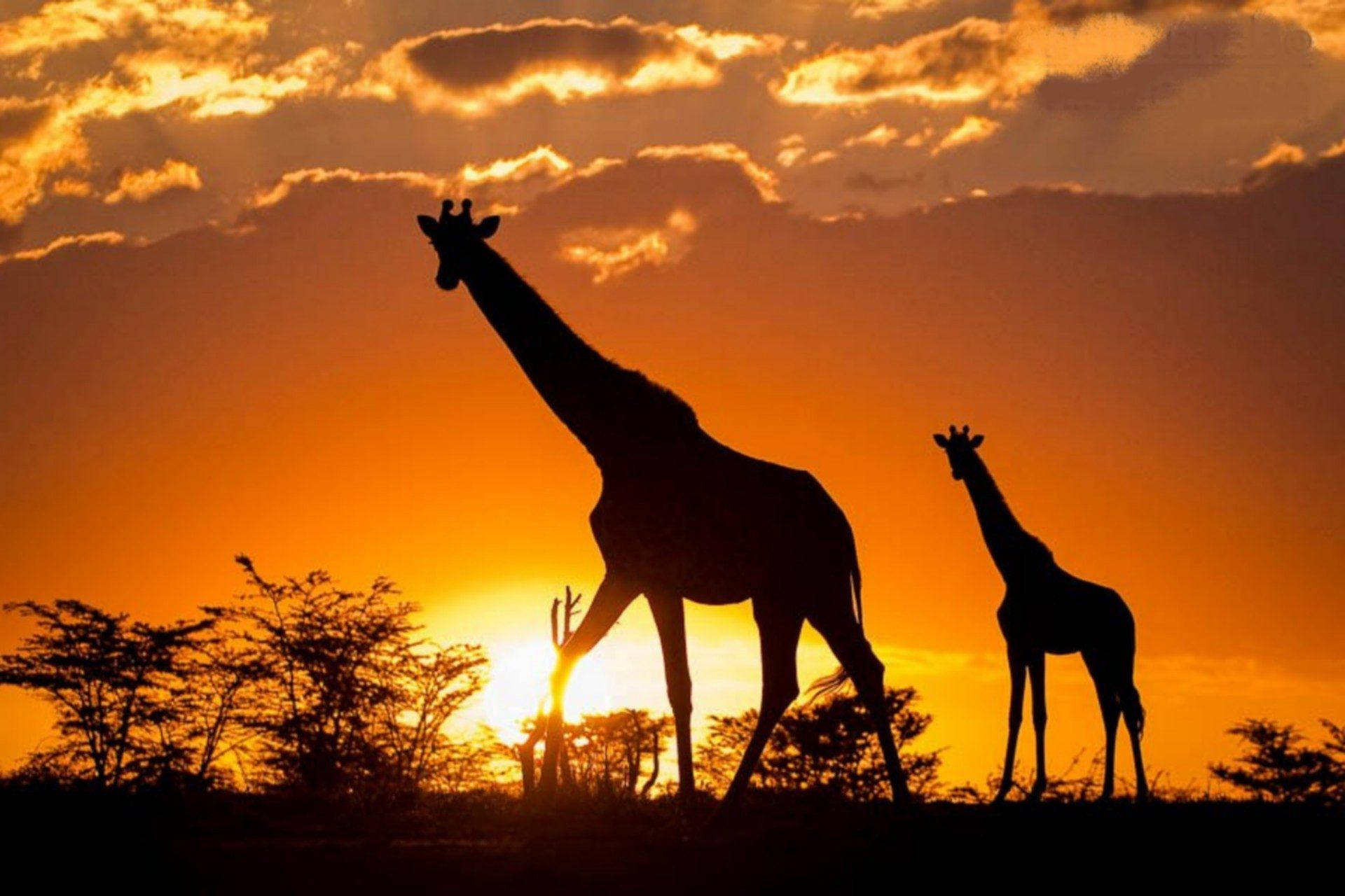 Kenya 桌布 壁紙 — 兩隻長頸鹿以剪影形式站立，背景是火紅的橙色日落天空，散落著雲朵和稀疏的樹木。