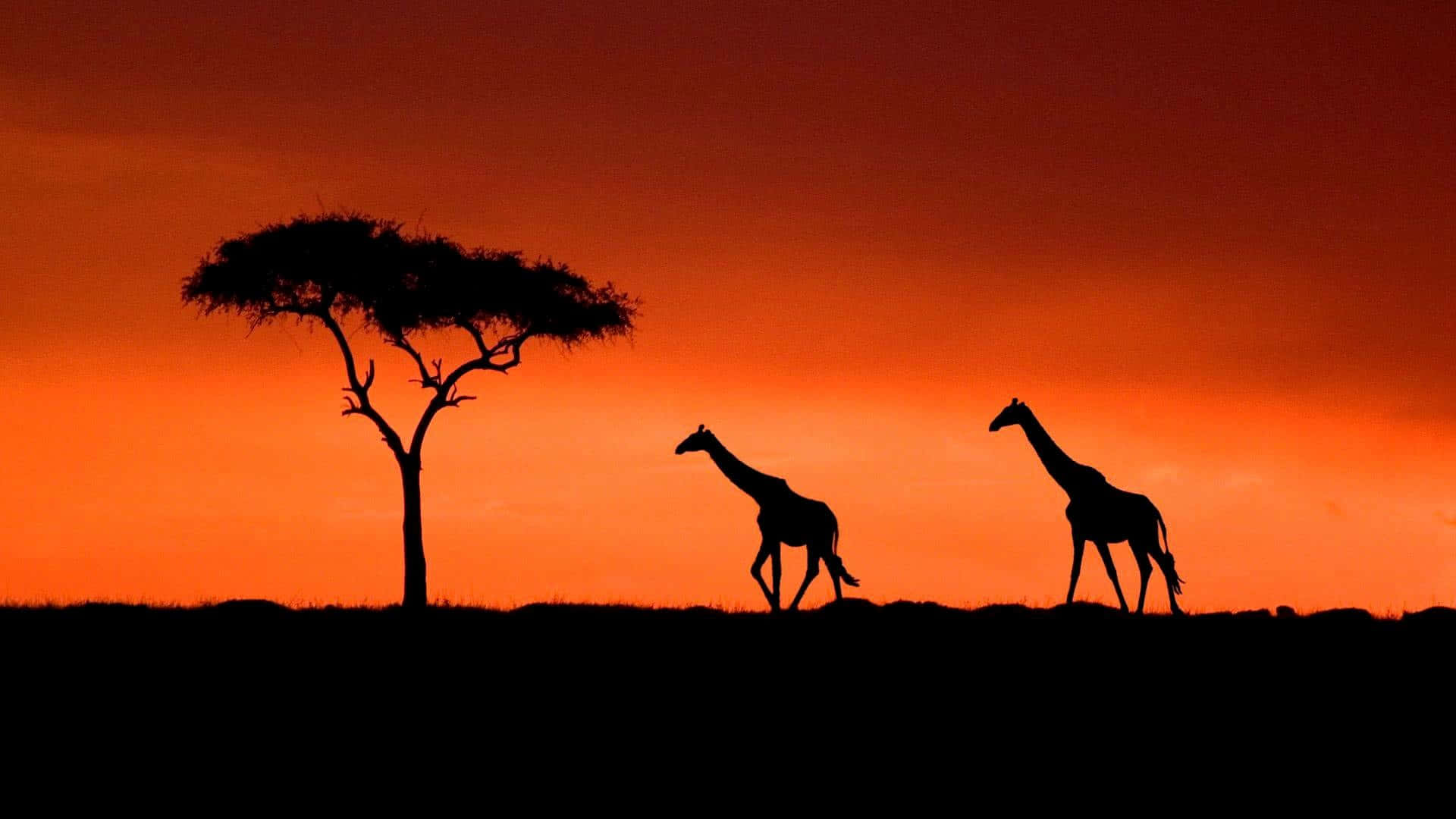 Silhouette 桌布 壁紙 — 兩隻長頸鹿在日落時分以剪影形式走過大草原，天空呈現鮮豔的橙色，還有一棵孤獨的金合歡樹。