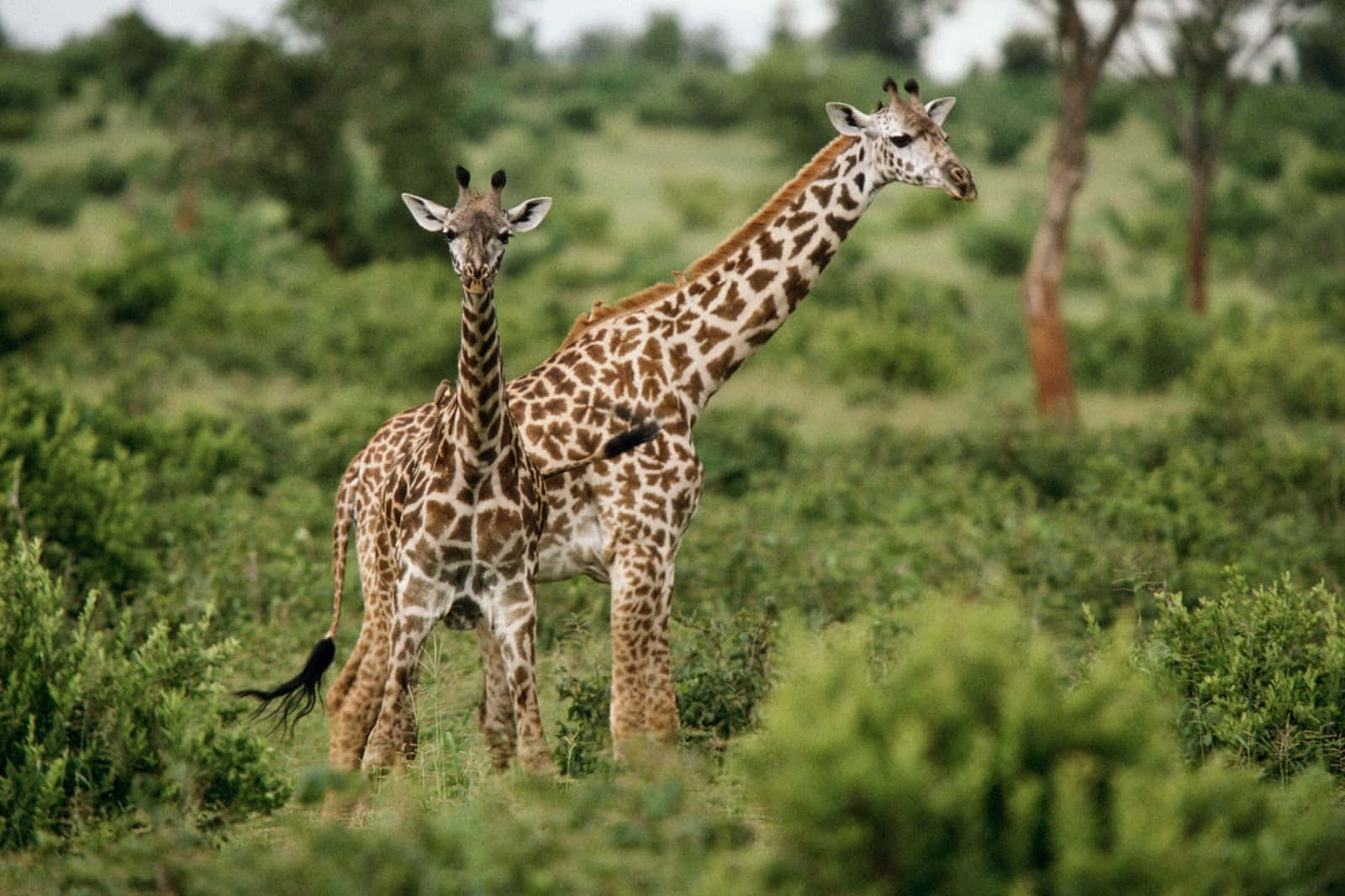 African Wildlife 桌布 壁紙 — 兩隻長頸鹿在柔和的日光下，高聳於一片綠意盎然、灌木叢生、樹木稀疏的熱帶草原上。