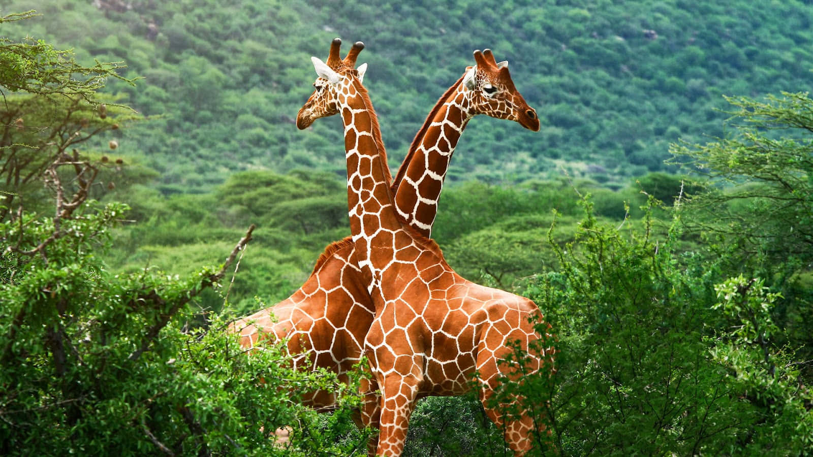 Wild Animals 桌布 壁紙 — 兩隻長頸鹿在茂密的綠色灌木叢中高高聳立，身後是樹木繁茂的山坡。