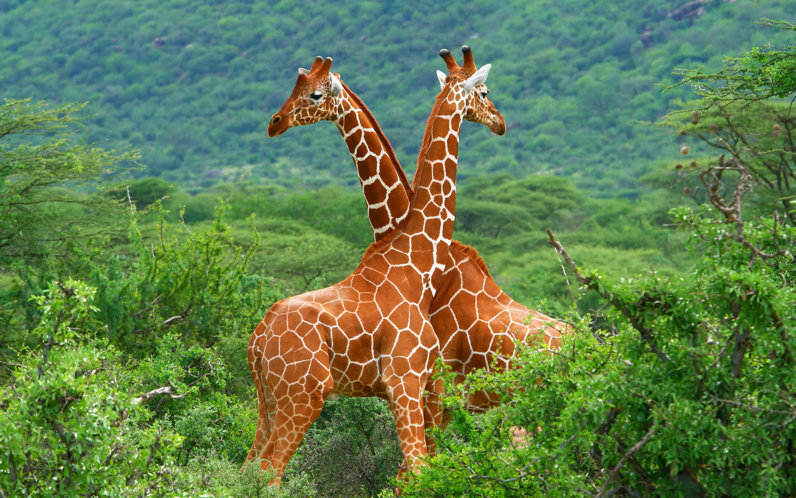 Wild Animals 桌布 壁紙 — 兩隻長頸鹿在茂密的綠色稀樹草原樹葉中靠得很近，後面有連綿起伏的山丘。