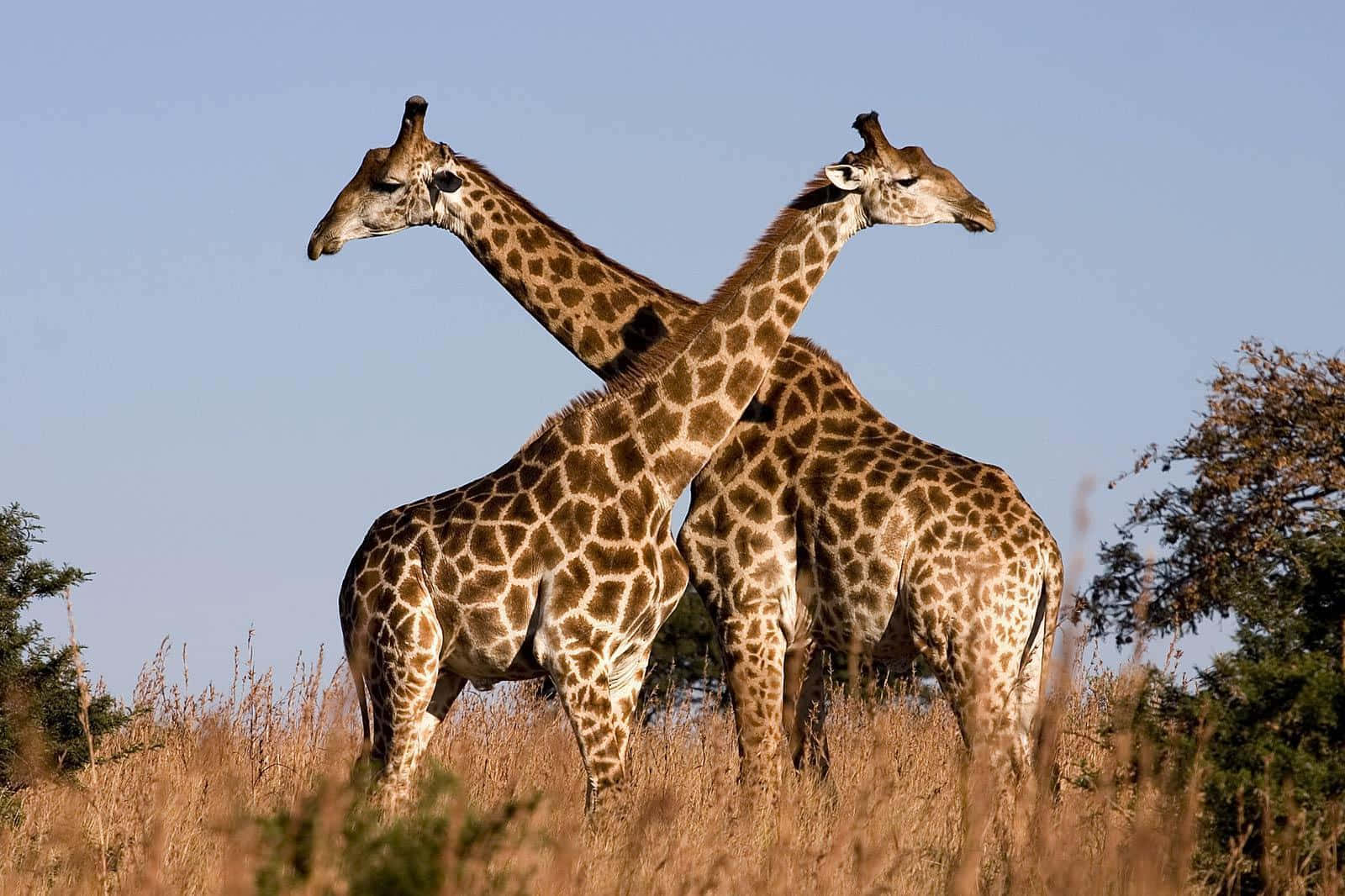 Funny Giraffe 桌布 壁紙 — 兩隻長頸鹿在金色草地上高高站立，背景是清澈的藍天和稀疏的樹木。