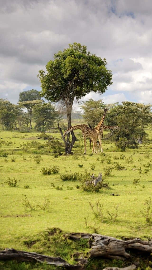 wildlife 桌布 壁紙 — 兩隻長頸鹿站在一棵孤零零的金合歡樹下，身處一片茂密的綠色稀樹草原，天空多雲。