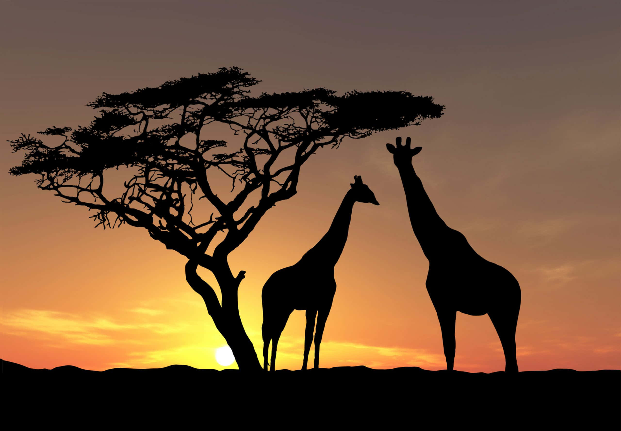 African Wildlife 桌布 壁紙 — 兩隻長頸鹿站在金合歡樹旁，以剪影形式映襯著充滿活力的橙色日落天空。