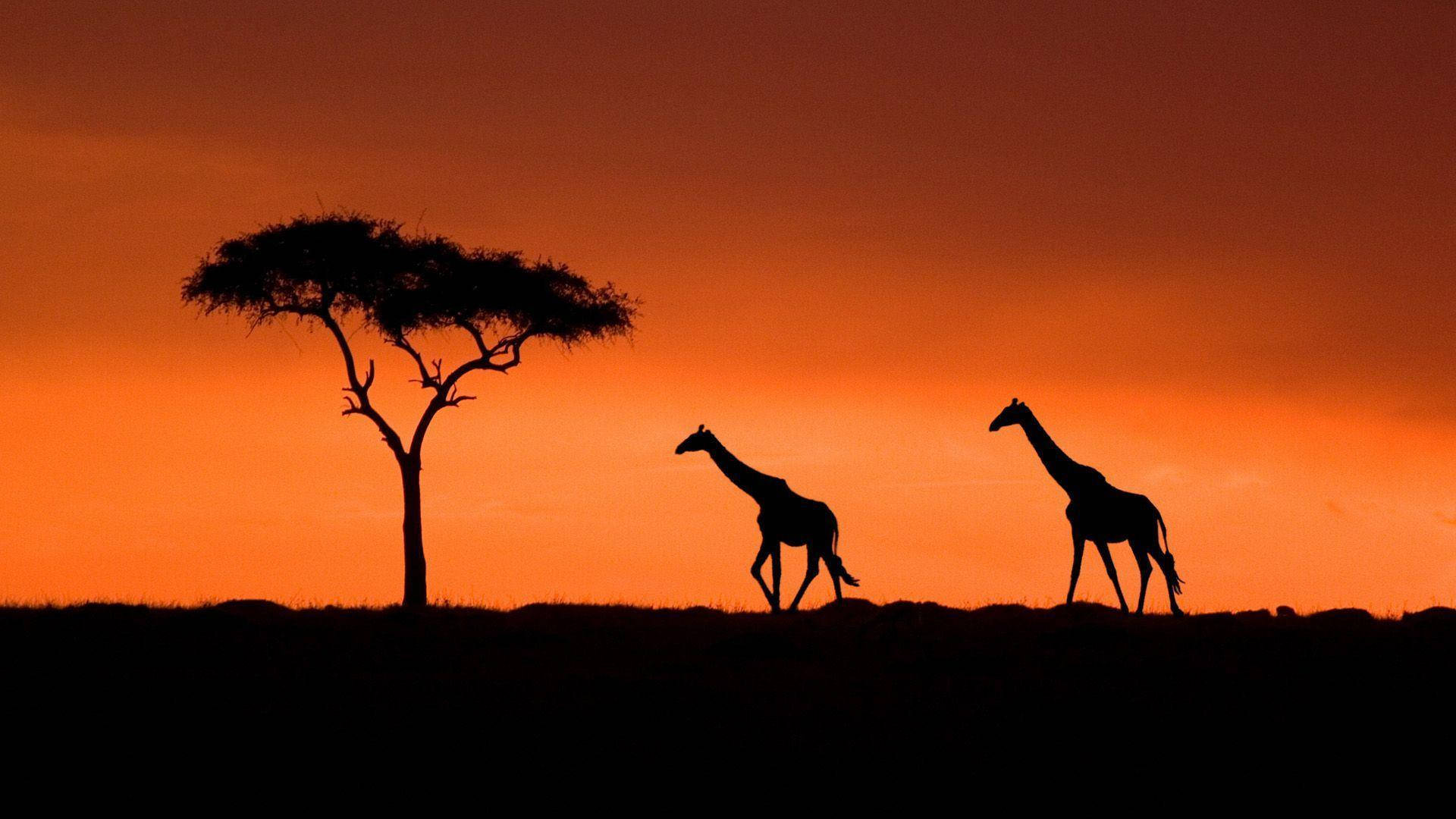 Kenya 桌布 壁紙 — 兩隻長頸鹿走過一棵孤獨的金合歡樹，背景是火紅的橙色日落天空。