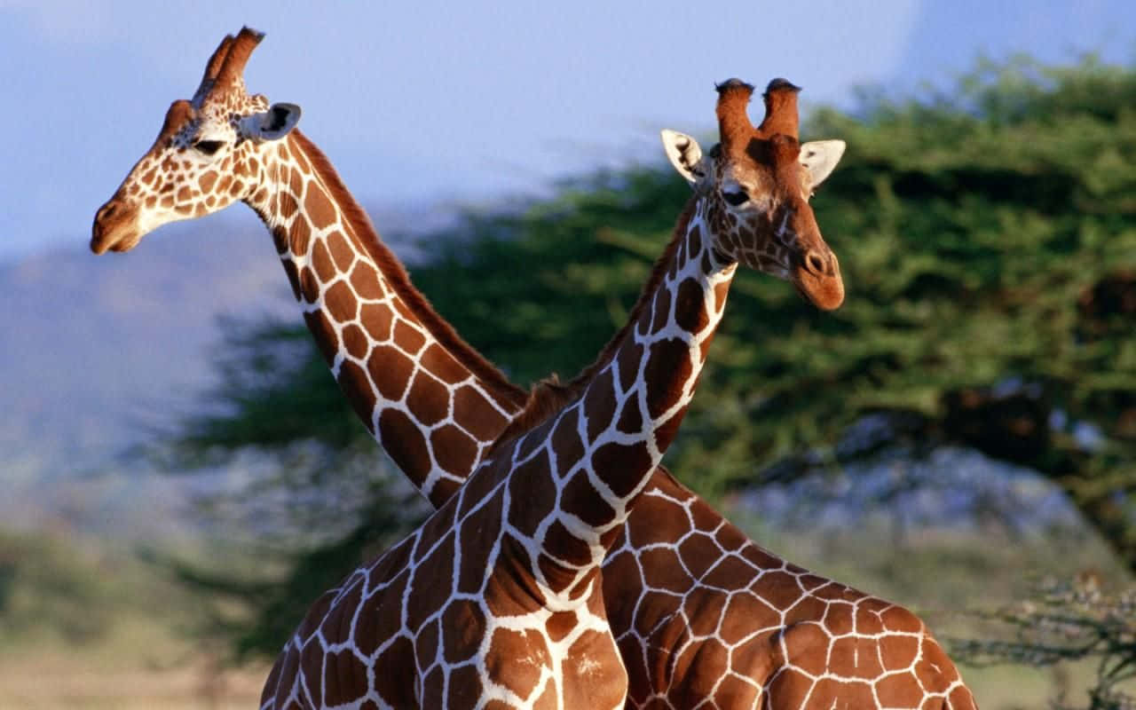 wildlife 桌布 壁紙 — 兩隻長頸鹿高聳站立，長頸襯托著綠樹和藍天的背景。