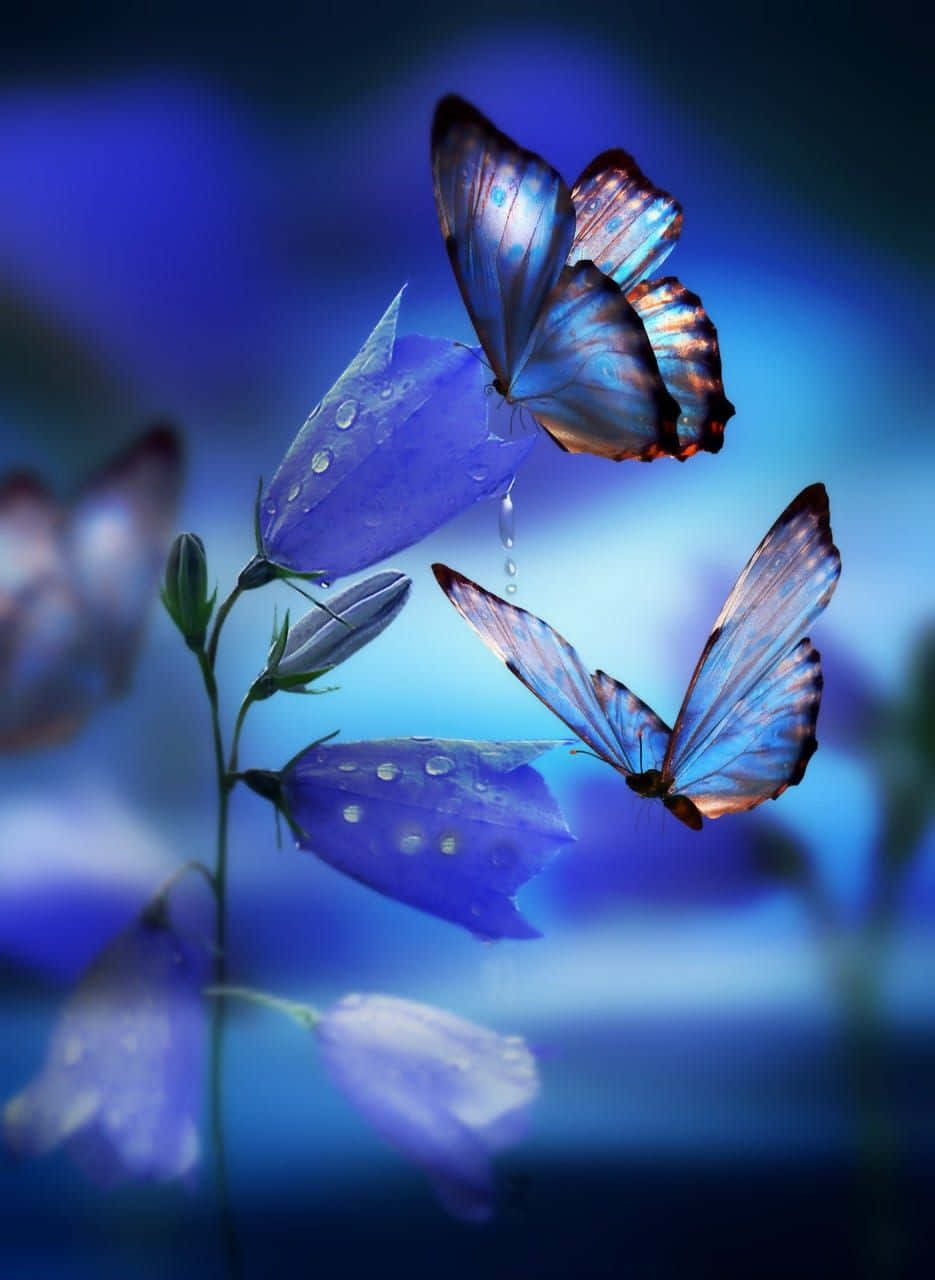 Butterfly Photography 桌布 壁紙 — 兩隻閃爍藍色蝴蝶在沾滿露水的紫色風鈴草附近盤旋，背景是夢幻的藍色漸層。