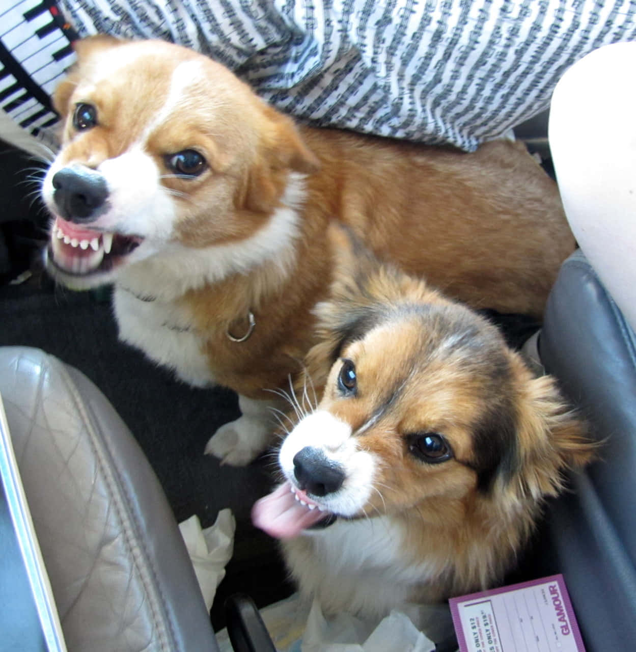 Corgi Funny 桌布 壁紙 — 兩隻開心的柯基伸出舌頭，表情頑皮，坐在車裡，其中一隻露出牙齒，傻笑。