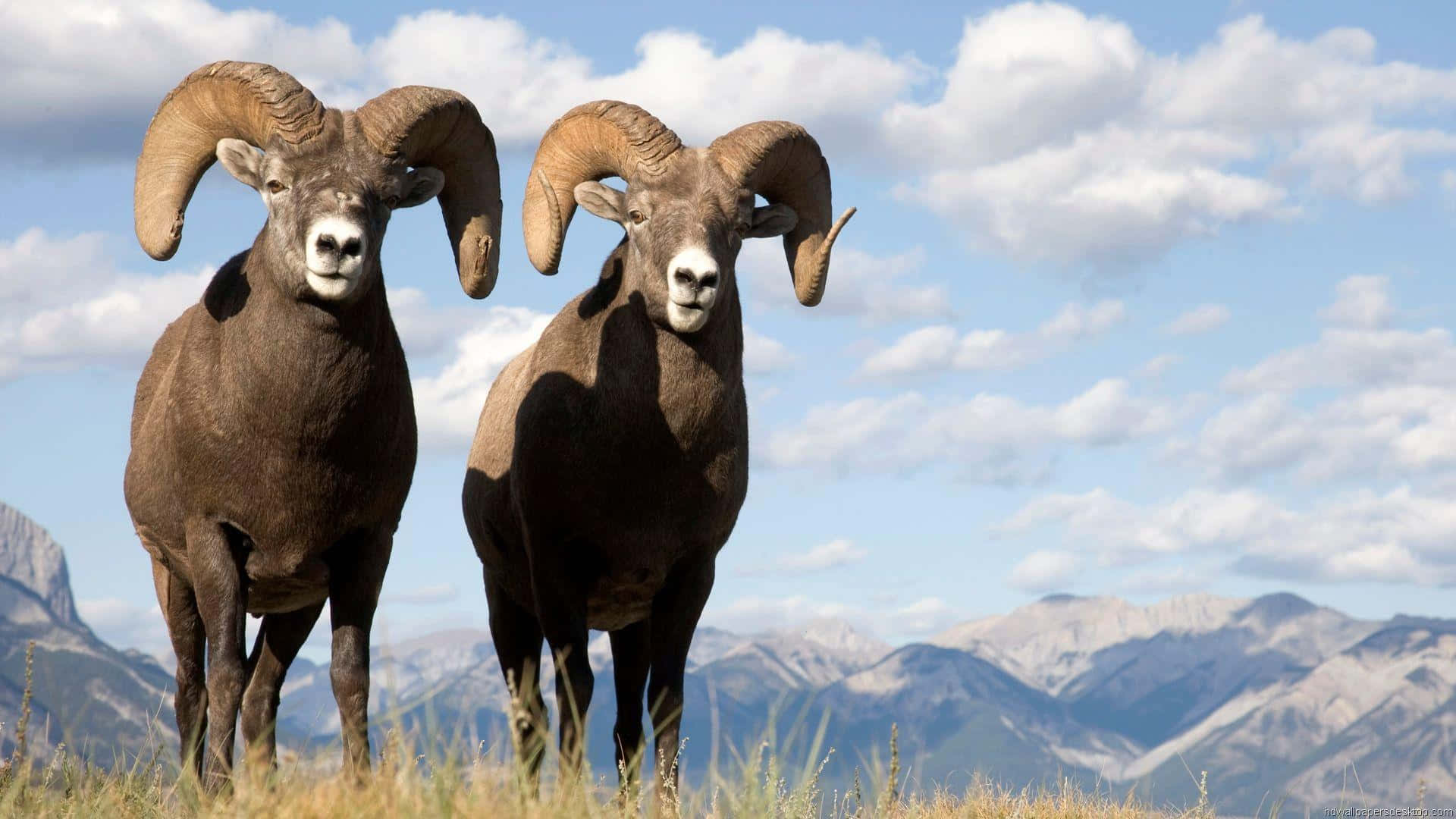 Mountain Goat 桌布 壁紙 — 兩隻雄偉的大角羊，擁有巨大的彎曲角，警覺地站在長滿草的山丘上，背景是遠山和部分多雲的藍天。