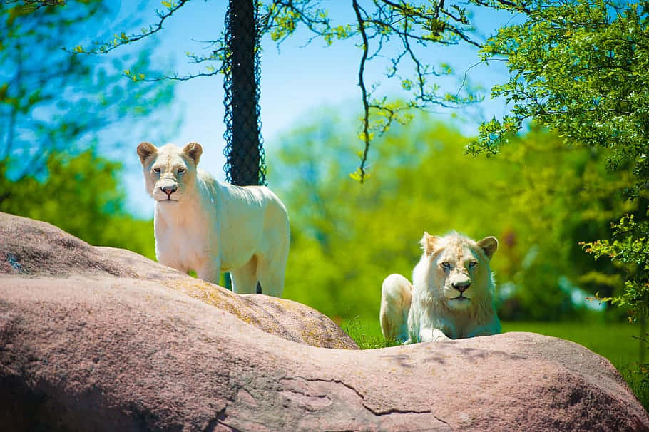 動物 桌布 壁紙 — 兩隻雄偉的白獅在陽光照耀的岩石上休息，周圍是生機勃勃的綠樹，頭頂是清澈的藍天。