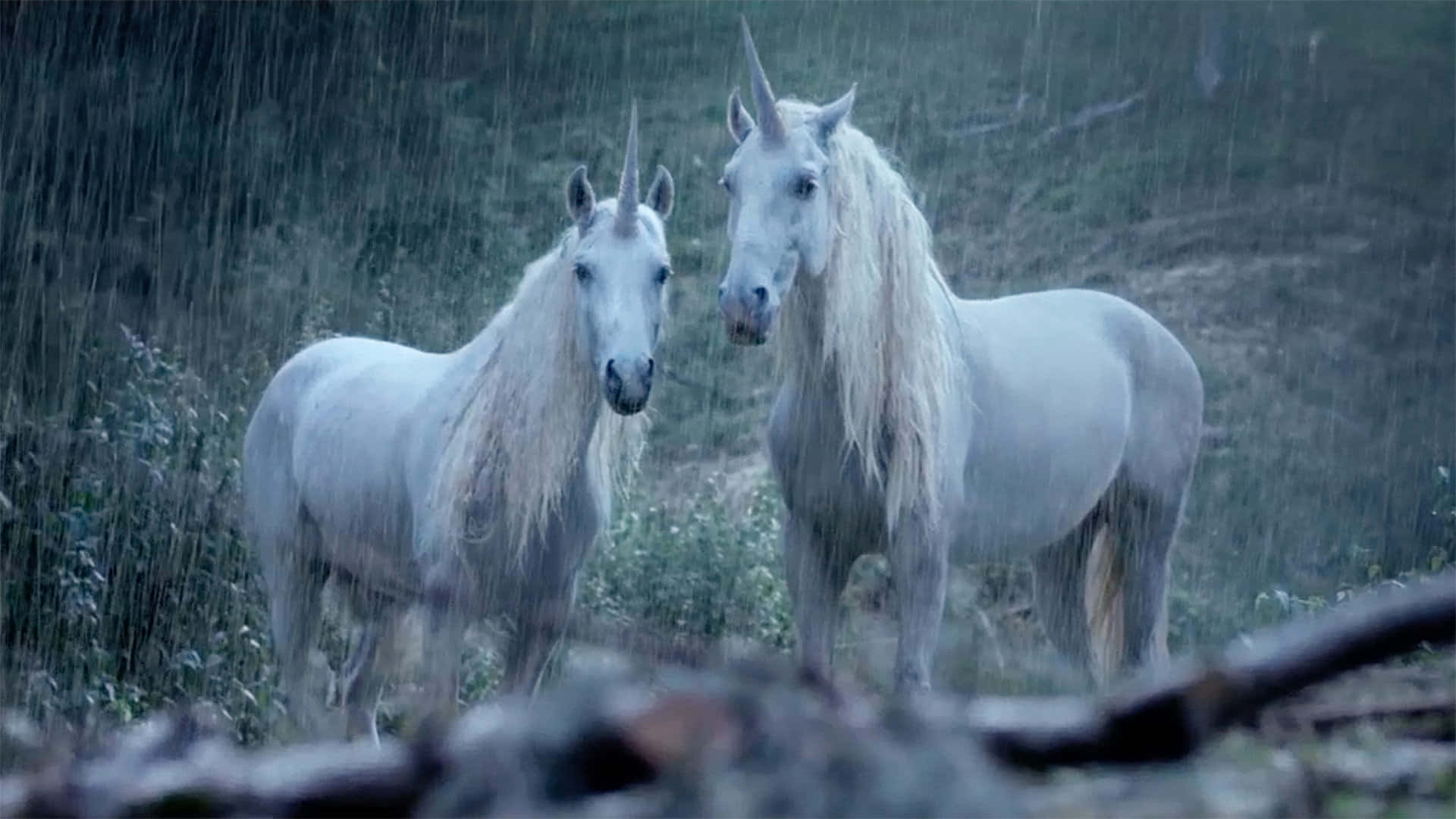 Real Unicorn 桌布 壁紙 — 兩隻雄偉的白色獨角獸站在被雨水浸透的森林中，牠們的鬃毛飄動，水滴在周圍落下。