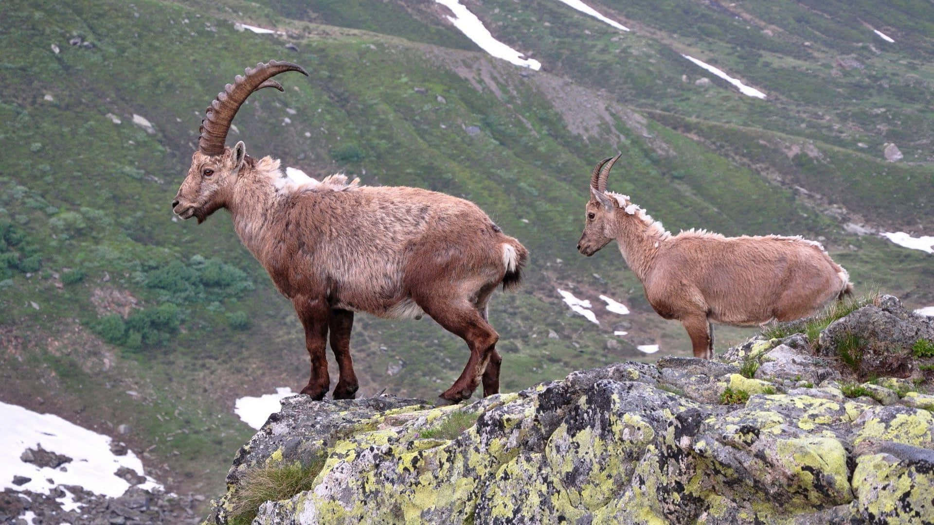 Mountain Goat 桌布 壁紙 — 兩隻雄偉的羱羊，長著彎曲的角，站在長滿苔蘚的岩石壁架上，背景是帶有殘雪的綠色山坡。