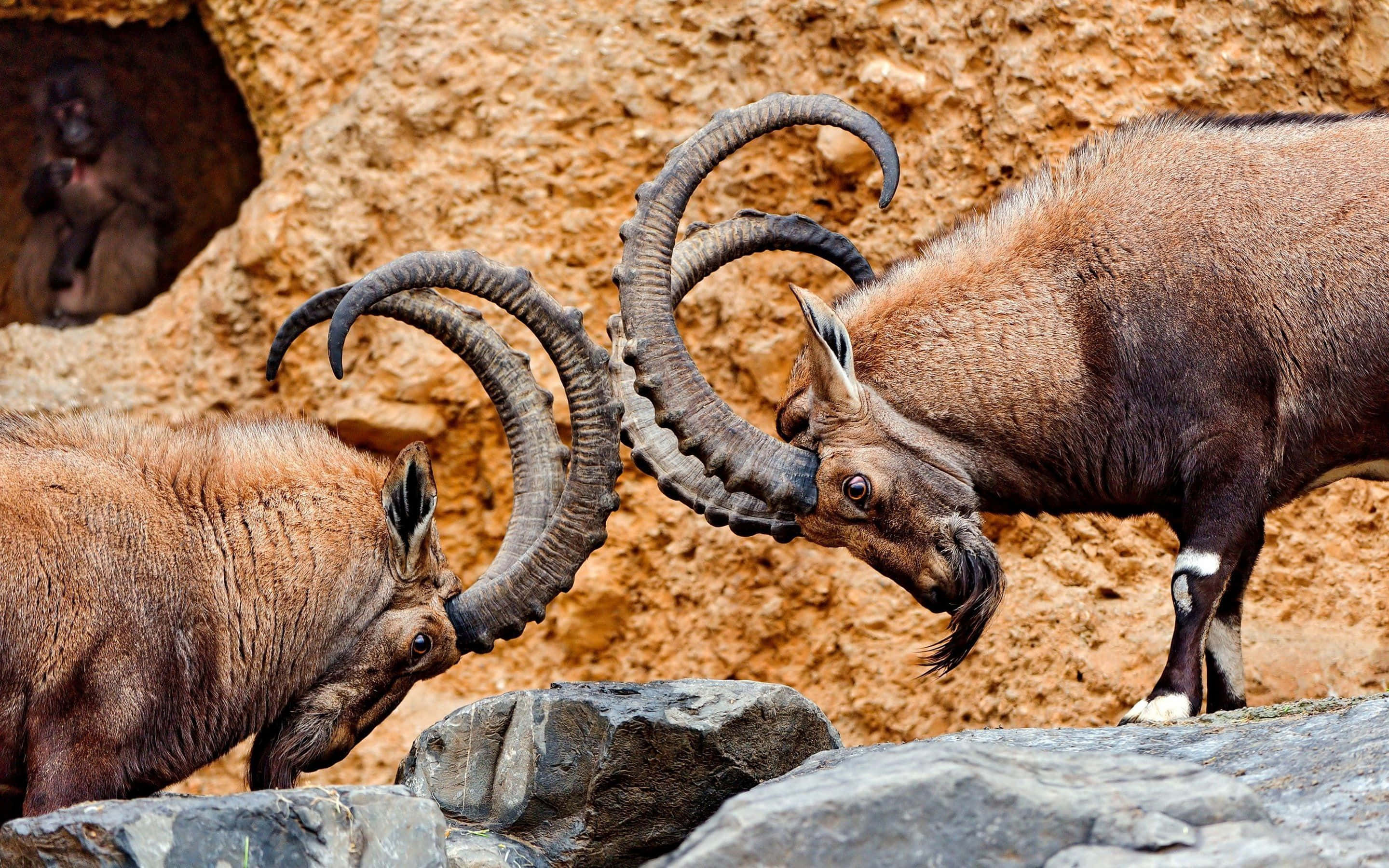 Mountain Goat 桌布 壁紙 — 兩隻雄偉的羱羊彎曲羊角在岩石地形上互相纏鬥，一隻猴子從洞穴中觀看。
