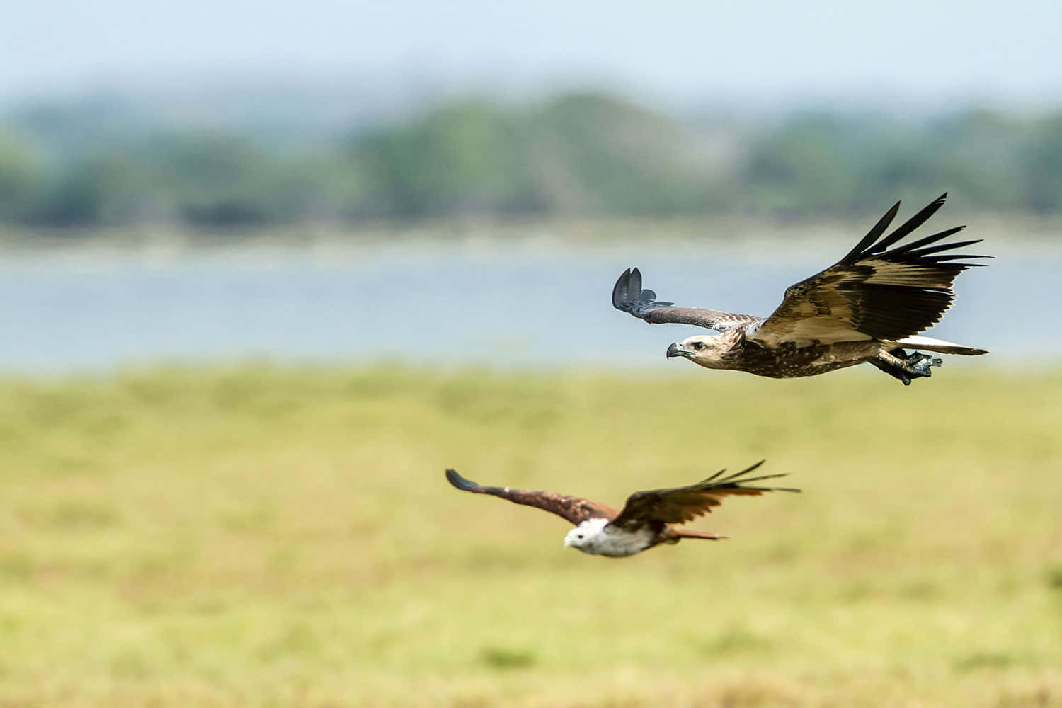 Young Eagle 桌布 壁紙 — 兩隻雄偉的鷹在陽光照耀的草地上優雅地翱翔，遠處有水域和模糊的樹線。