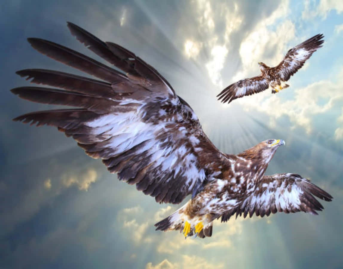 Eagles 桌布 壁紙 — 兩隻雄偉的鷹展開翅膀翱翔，背景是戲劇性的天空，被燦爛的陽光穿透。
