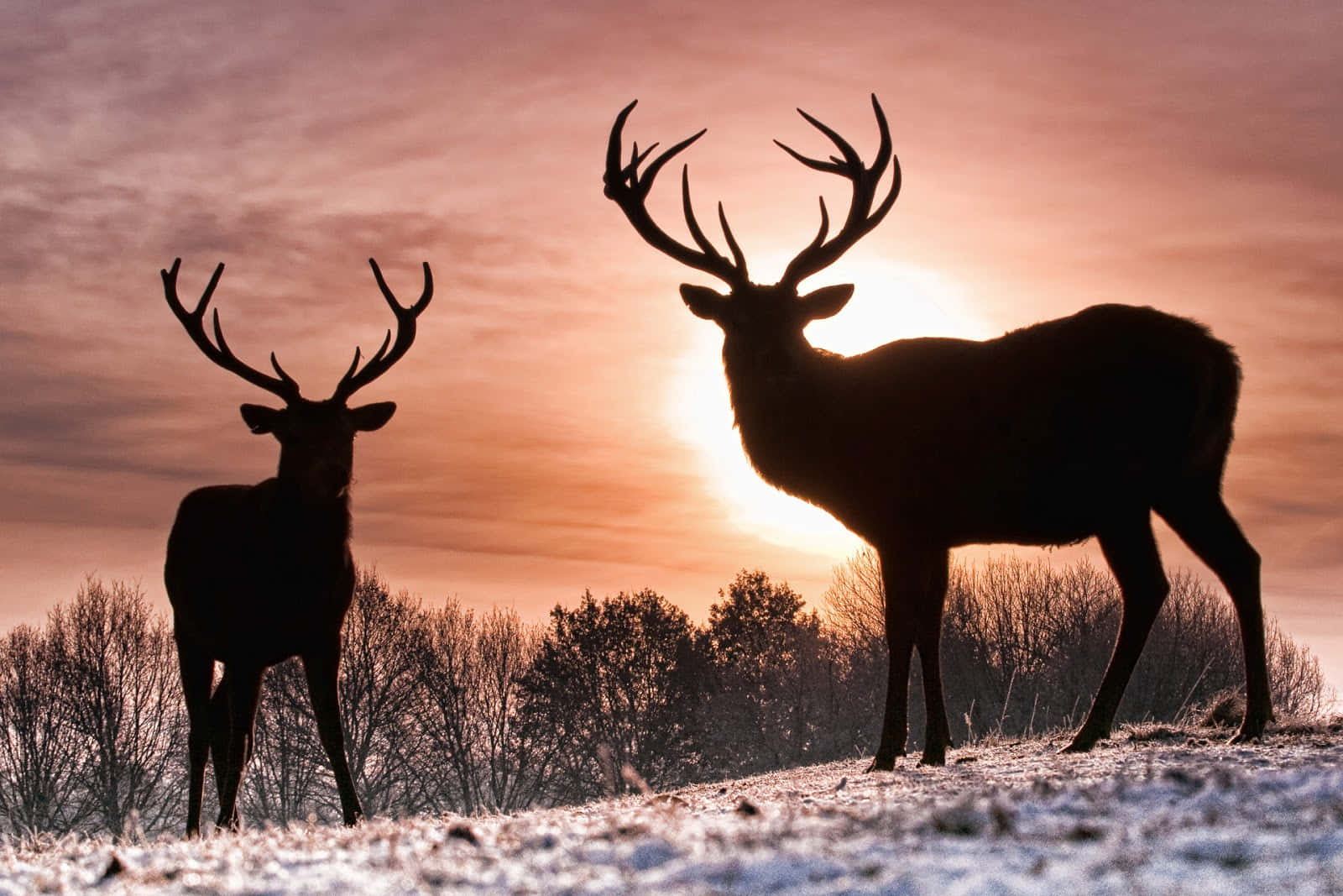 Deer Desktop 桌布 壁紙 — 兩隻雄偉的鹿在雪地與禿樹上方的夕陽映襯下形成剪影。