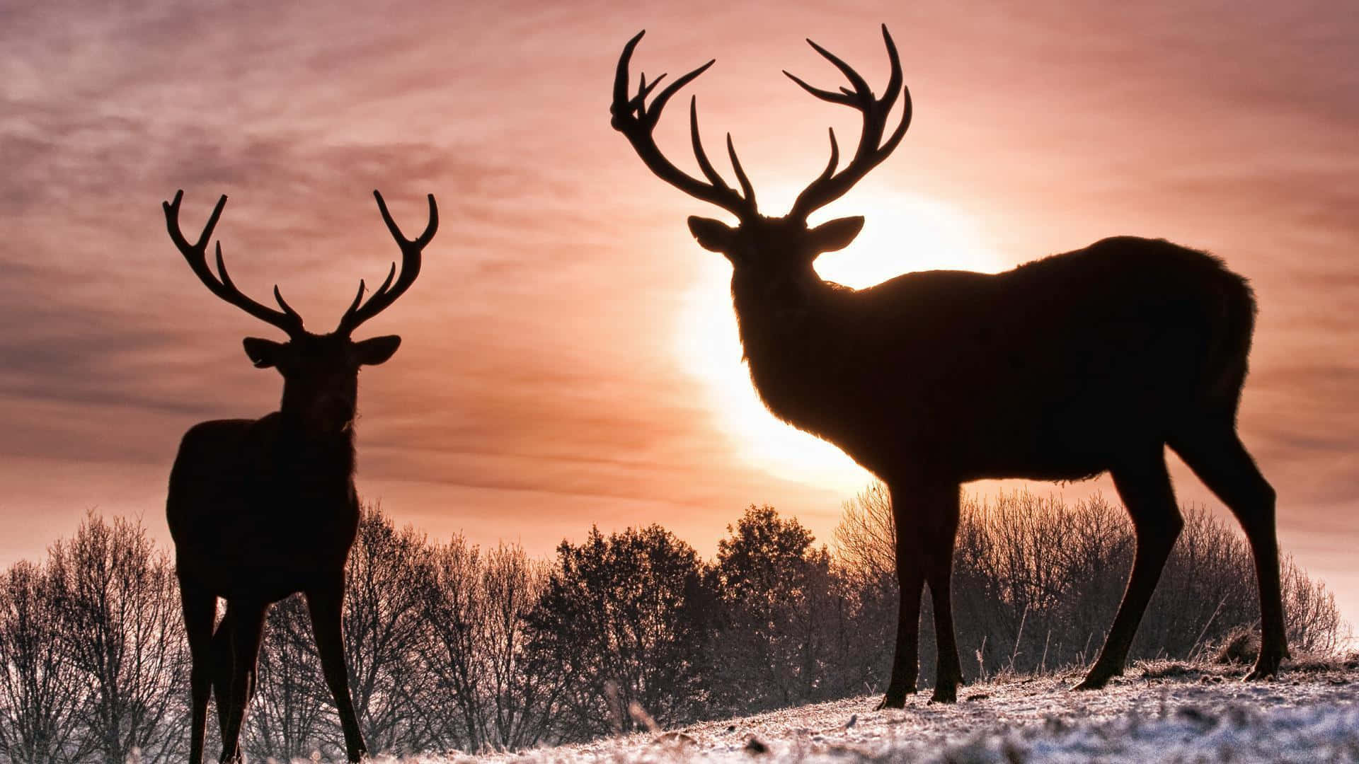 桌布 壁紙 — 兩隻雄偉的鹿在雪地與禿樹上方的夕陽天空襯托下形成剪影。