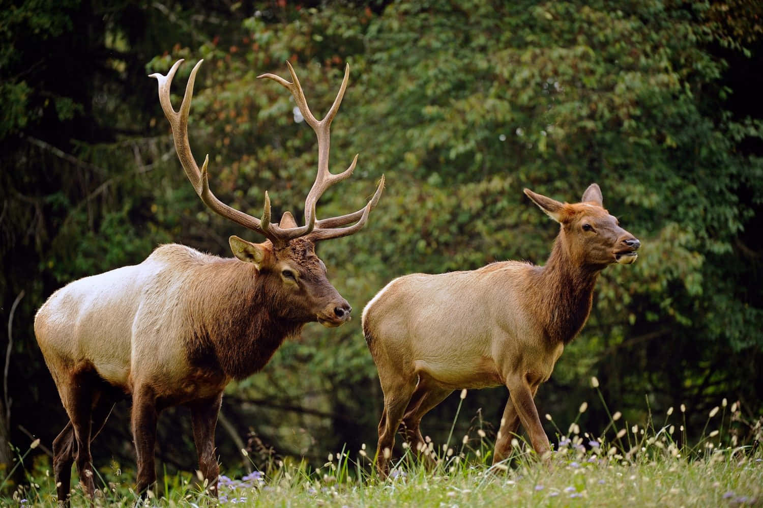 Elk 桌布 壁紙 — 兩隻雄偉的麋鹿，一頭有巨大鹿角的雄鹿和一頭雌鹿，在陽光明媚、被茂密綠色森林環繞的草地上警覺地站立。