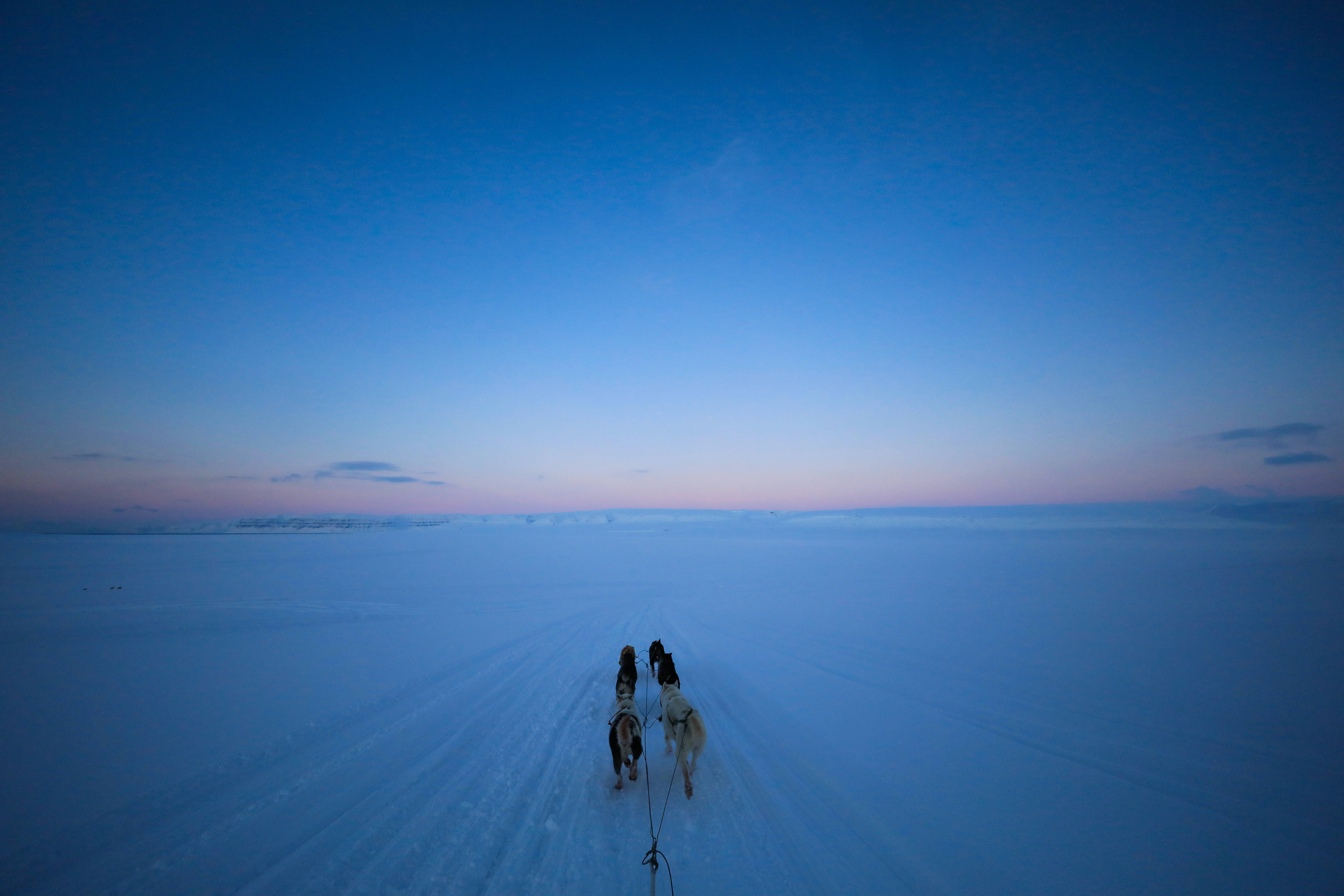 Svalbard 桌布 壁紙 — 兩隻雪橇犬在暮色天空下，帶著柔和粉紅和藍色調，拉著雪橇穿越廣闊的冰凍苔原。