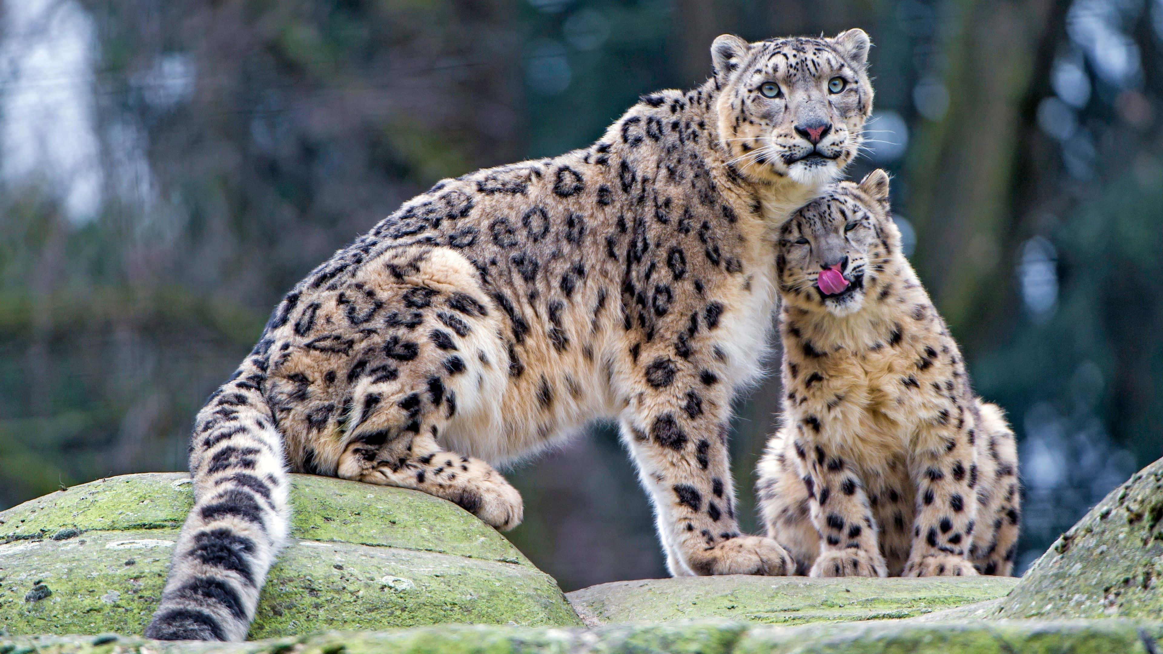 桌布 壁紙 — 兩隻雪豹棲息在長滿苔蘚的岩石上，一隻舔著爪子，另一隻在森林背景下向前凝視。