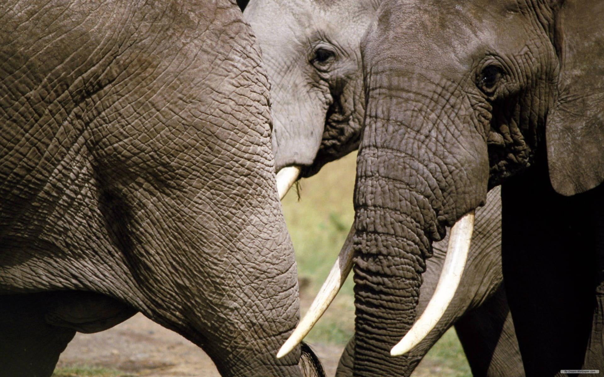 兩隻大象在草地上互相依偎 — 大象 GIF 壁紙